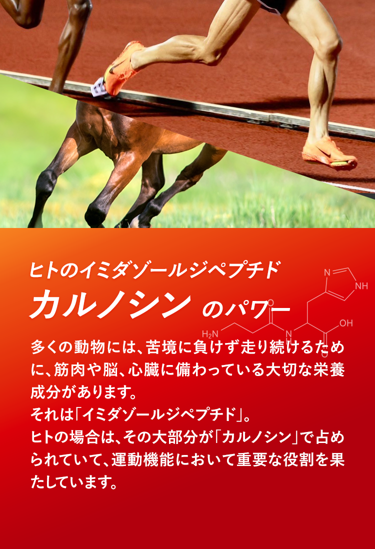 ヒトのイミダゾールペプチドカルノシン のパワー