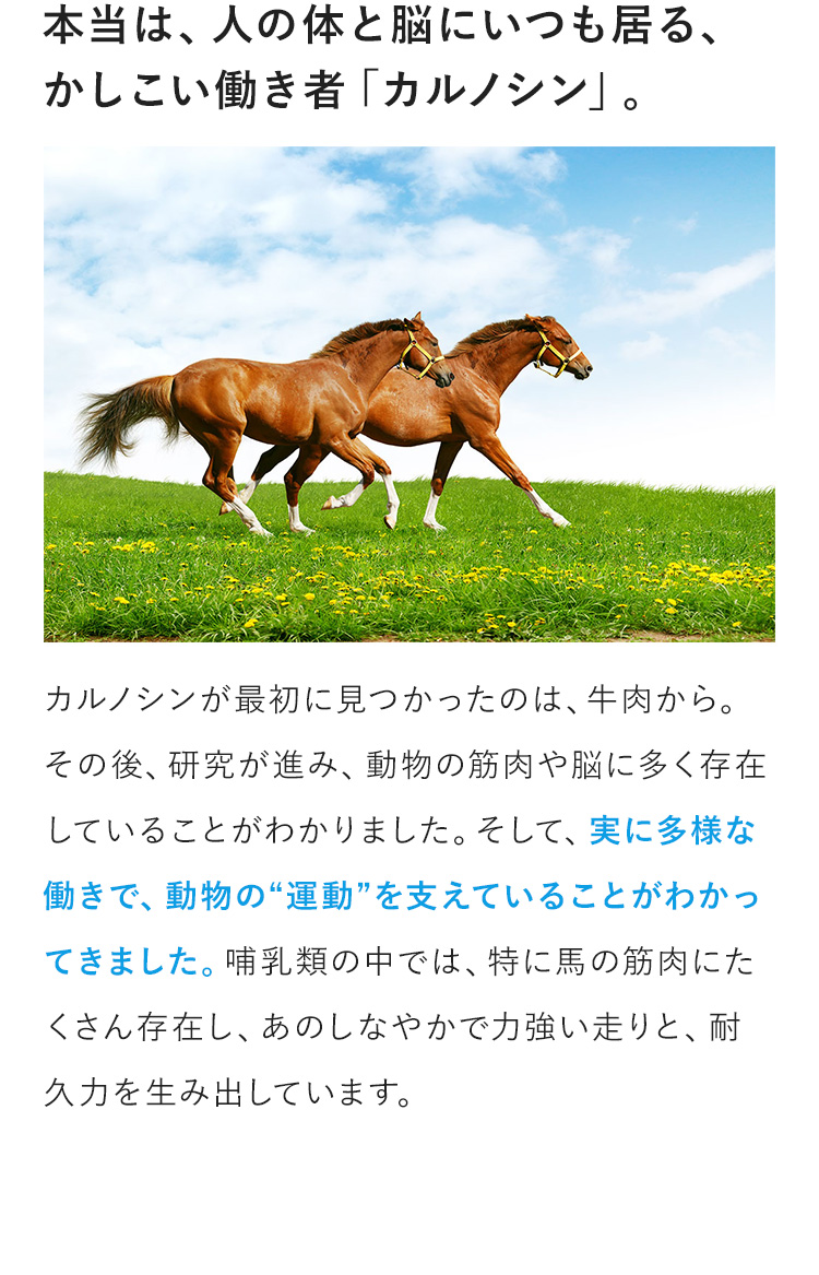 本当は、人の体と脳にいつも居る、かしこい働き者。　カルノシンが最初に見つかったのは、牛肉から。その後、研究が進み、動物の筋肉や脳に多く存在していることがわかりました。そして、実に多様な働きで、動物の“運動”を支えていることがわかってきました。哺乳類の中では、特に馬の筋肉にたくさん存在し、あのしなやかで力強い走りと、耐久力を生み出しています。