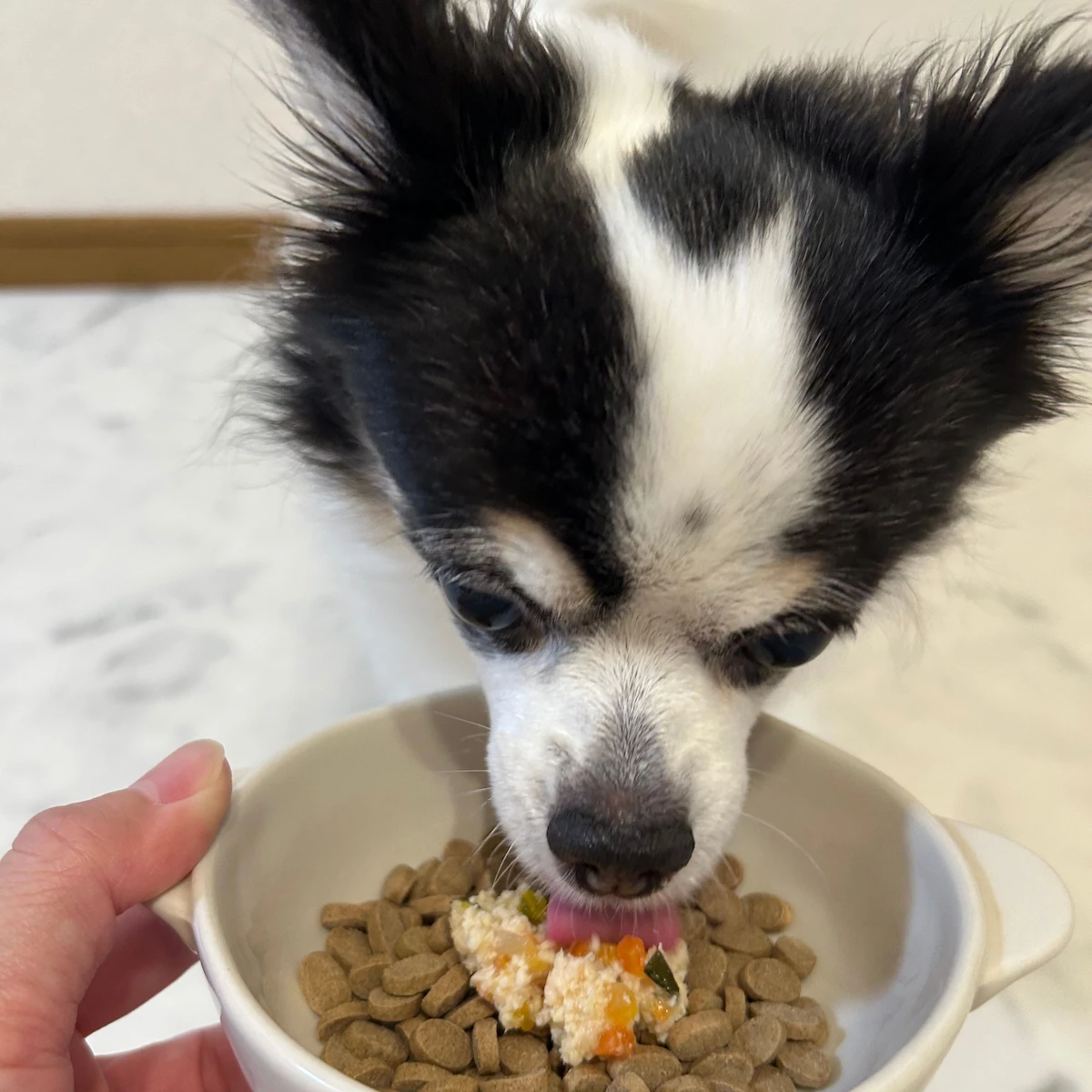 わんこの水たきをトッピングしたごはんを食べる愛犬