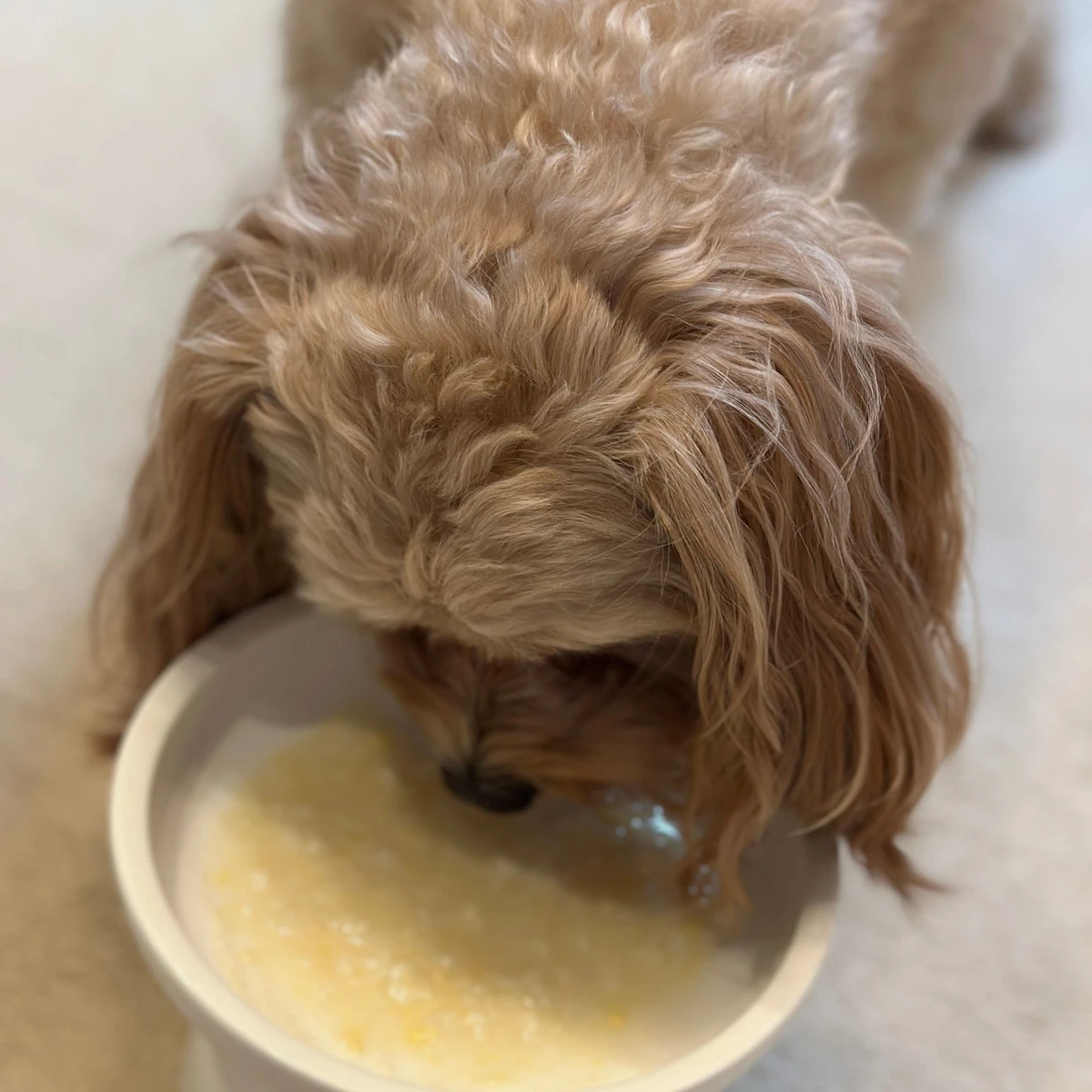 わんこの水たきを食べる愛犬