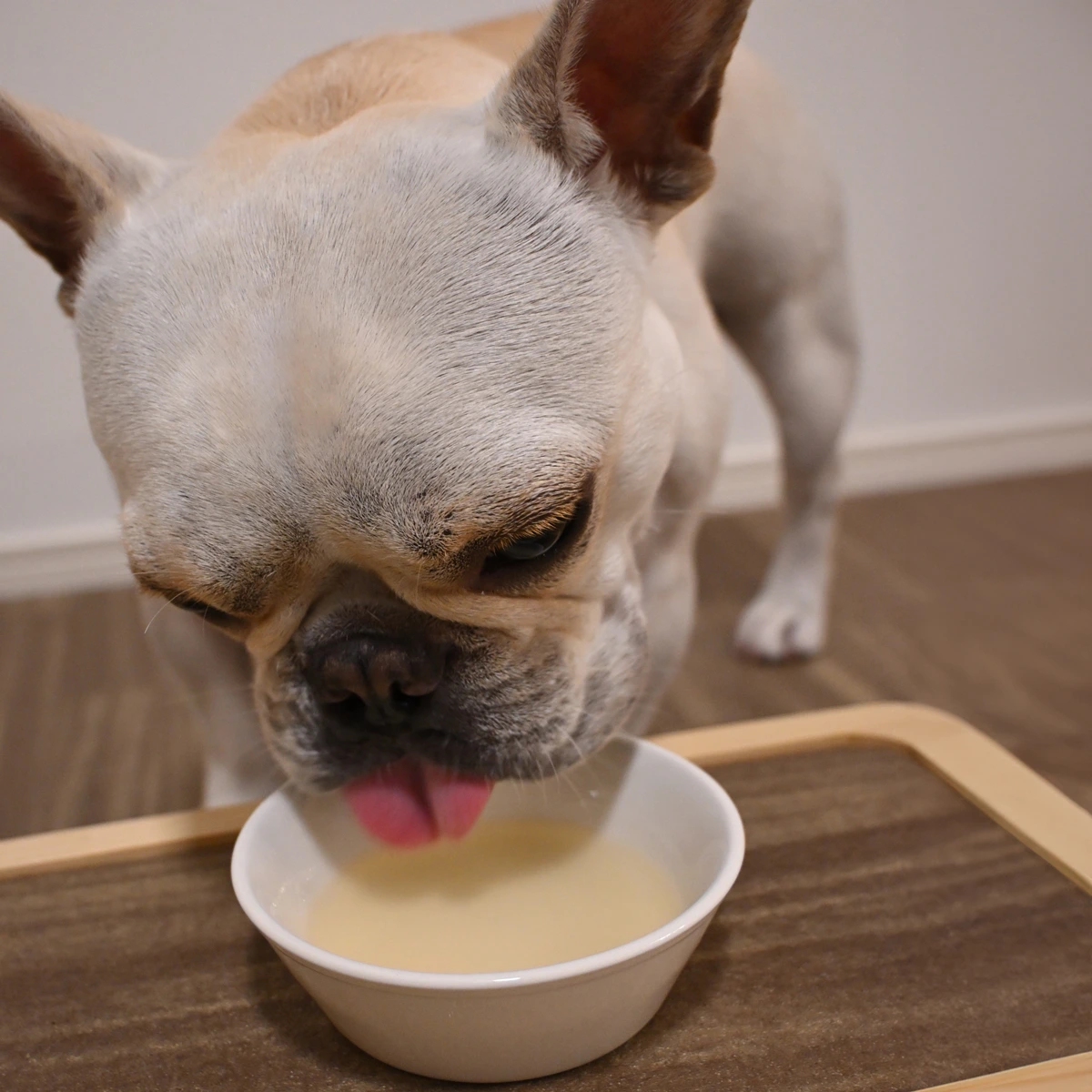 スープで水分補給する愛犬