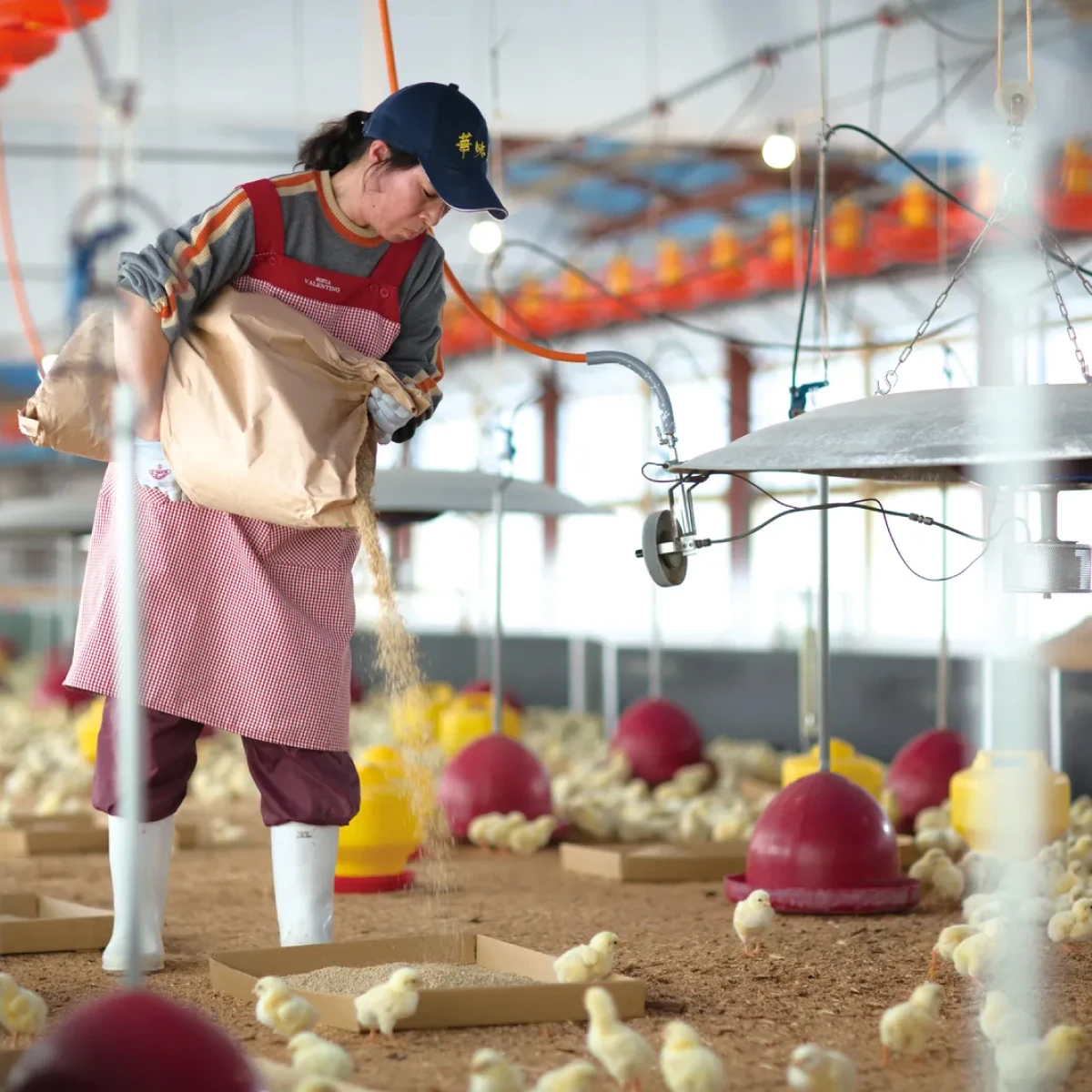 華味鳥を育てる養鶏場