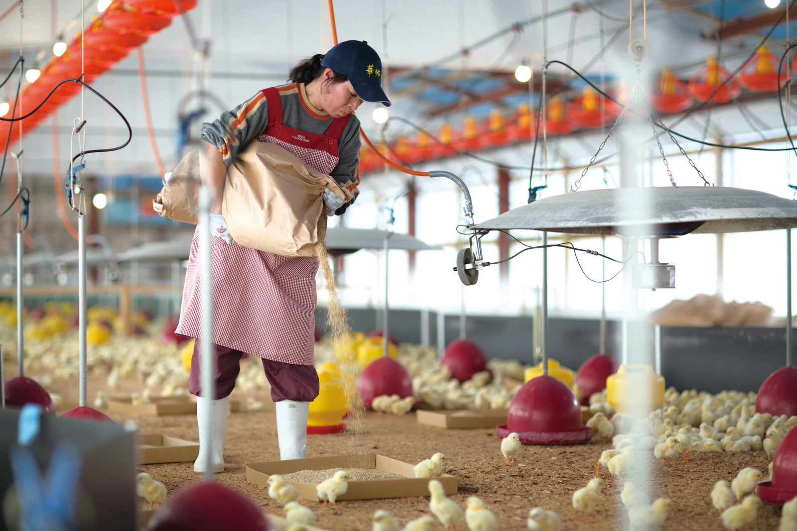 華味鳥の飼育環境