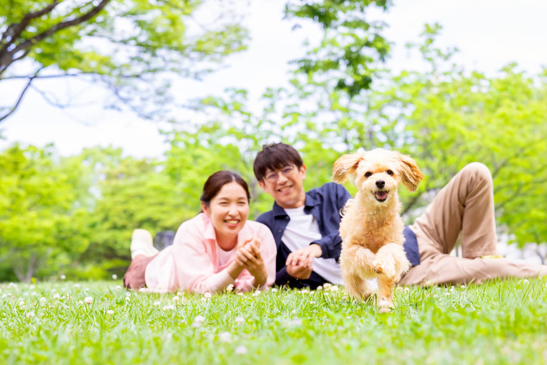 愛犬と暮らすイメージ