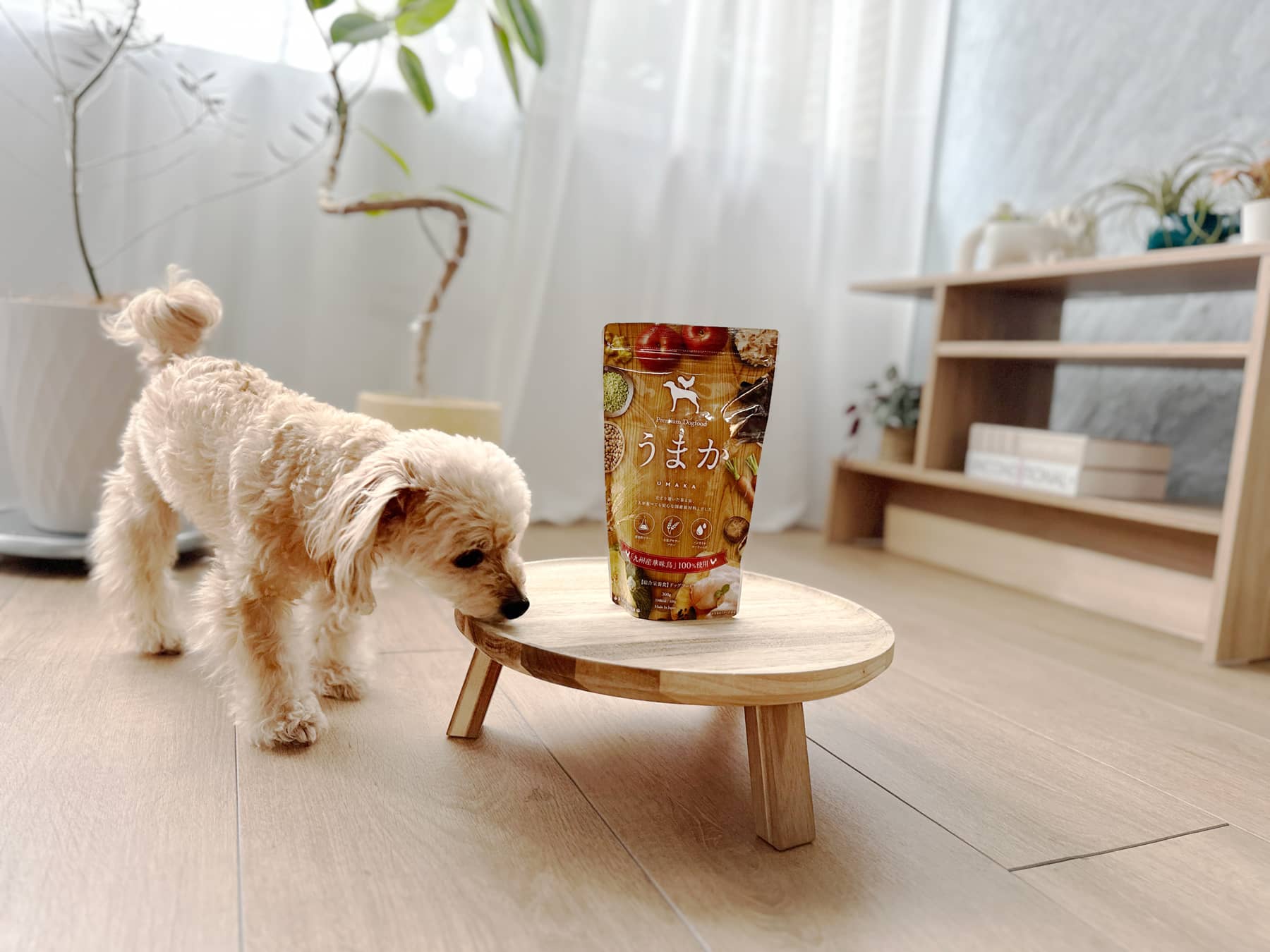 愛犬と暮らすイメージ