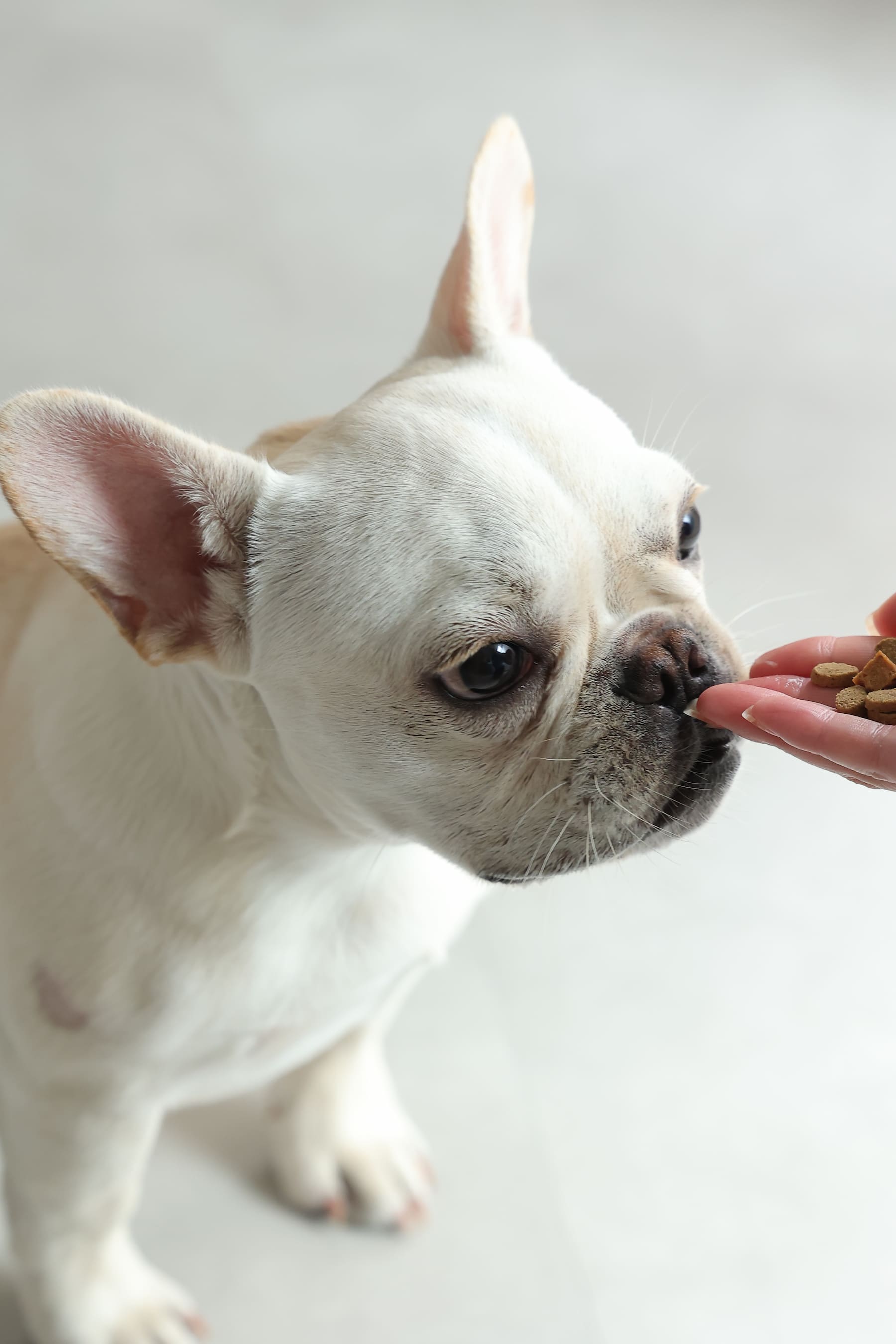愛犬と暮らすイメージ