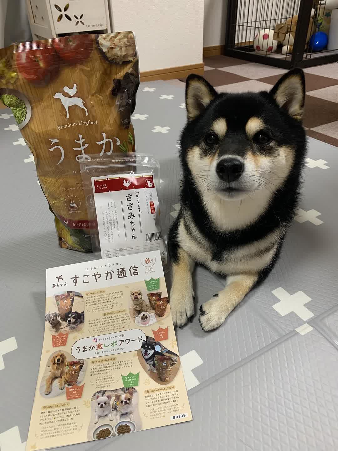 うまかとワンちゃん
