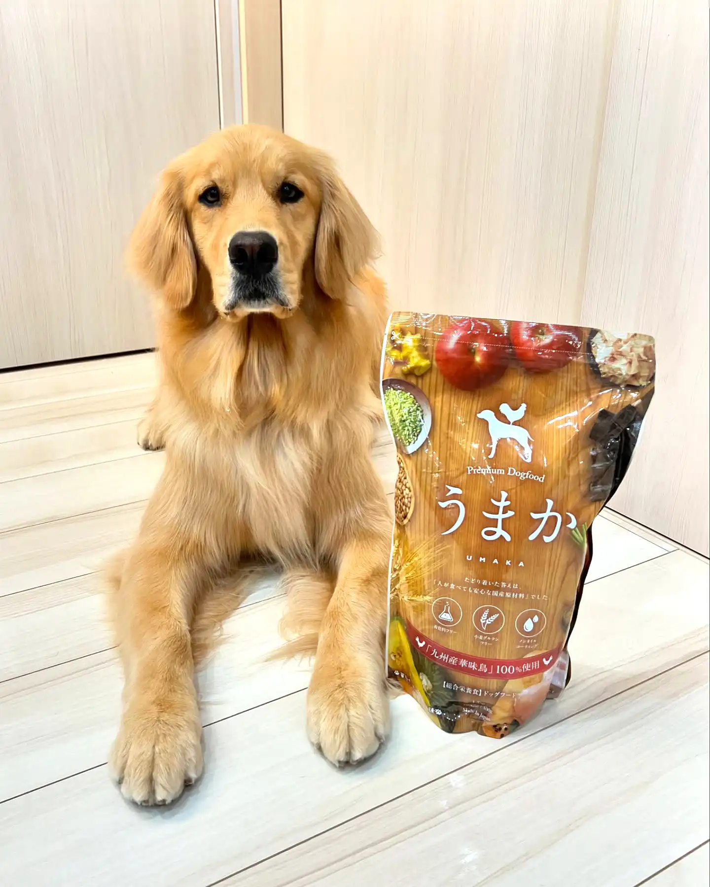 NOAちゃんの写真