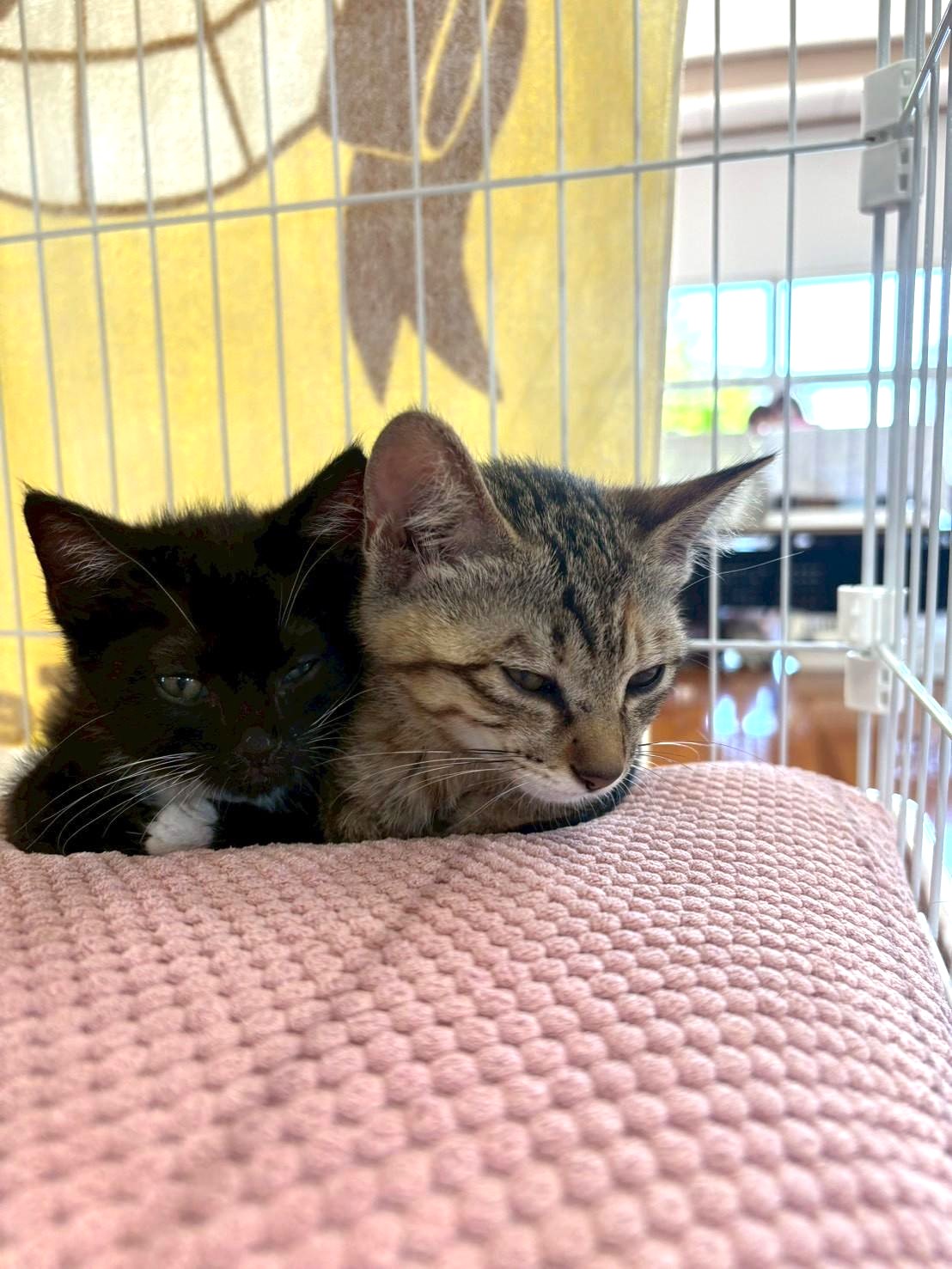 ケージの中で、身を寄せ合って眠る子猫たち