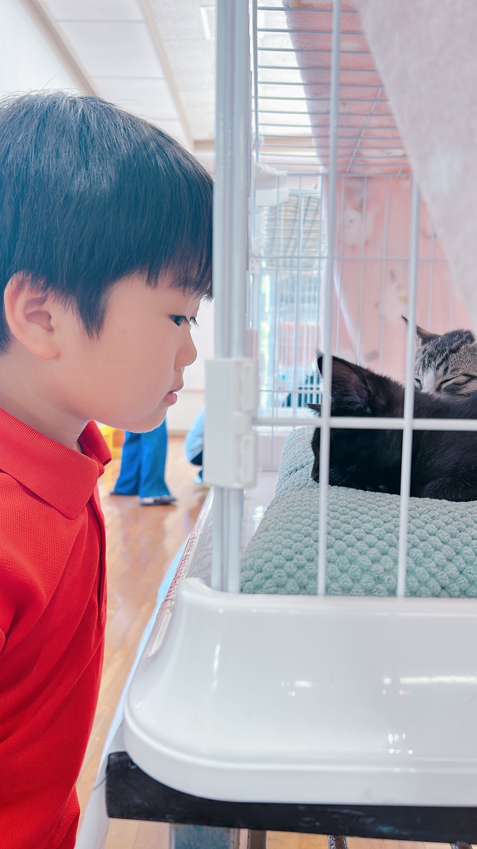 じっと、見つめ合う。男の子と、子猫。