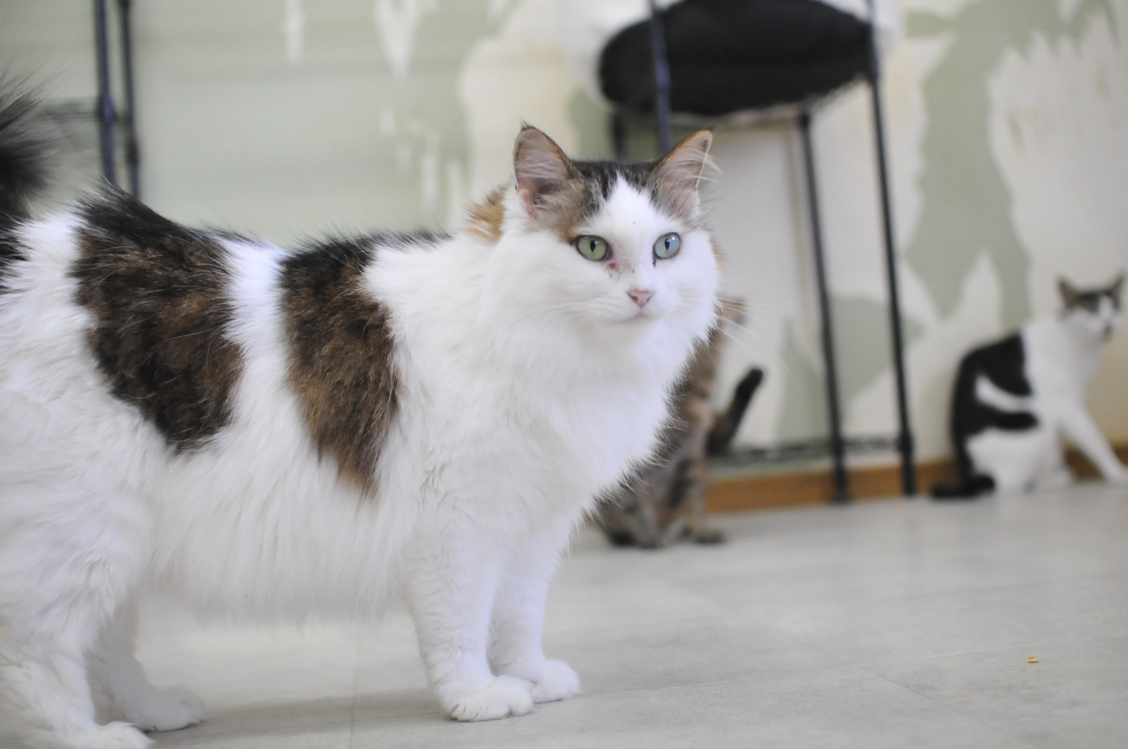 シェルターの猫たち - 長毛の三毛猫