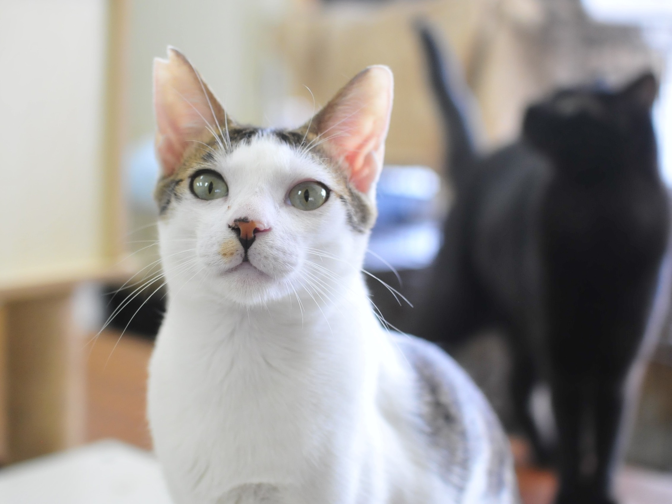 さくらねこ - 左耳がV字にカットされた白い猫