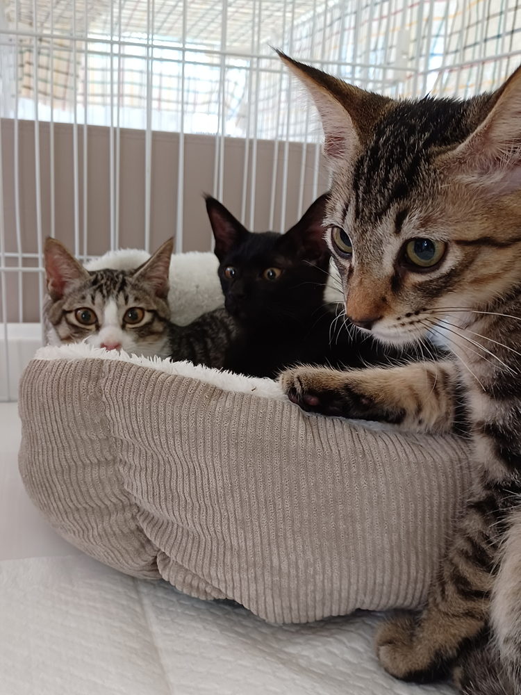 譲渡会に来ていた猫のアップ