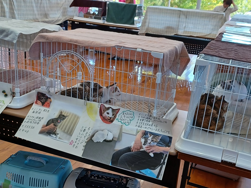 猫の手書きプロフィールカード