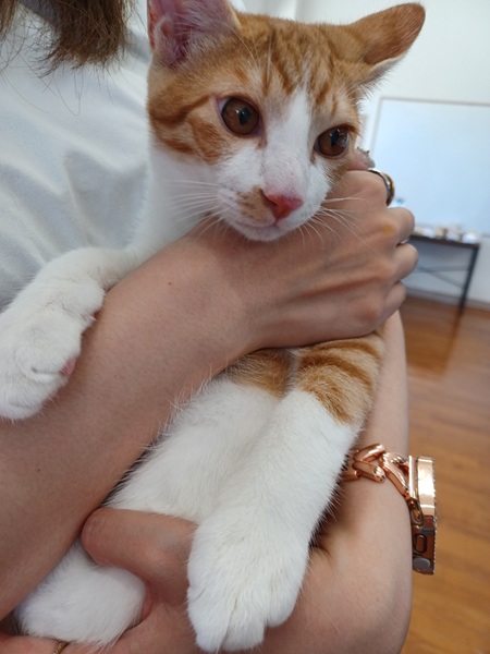 来場者に抱っこされている子猫