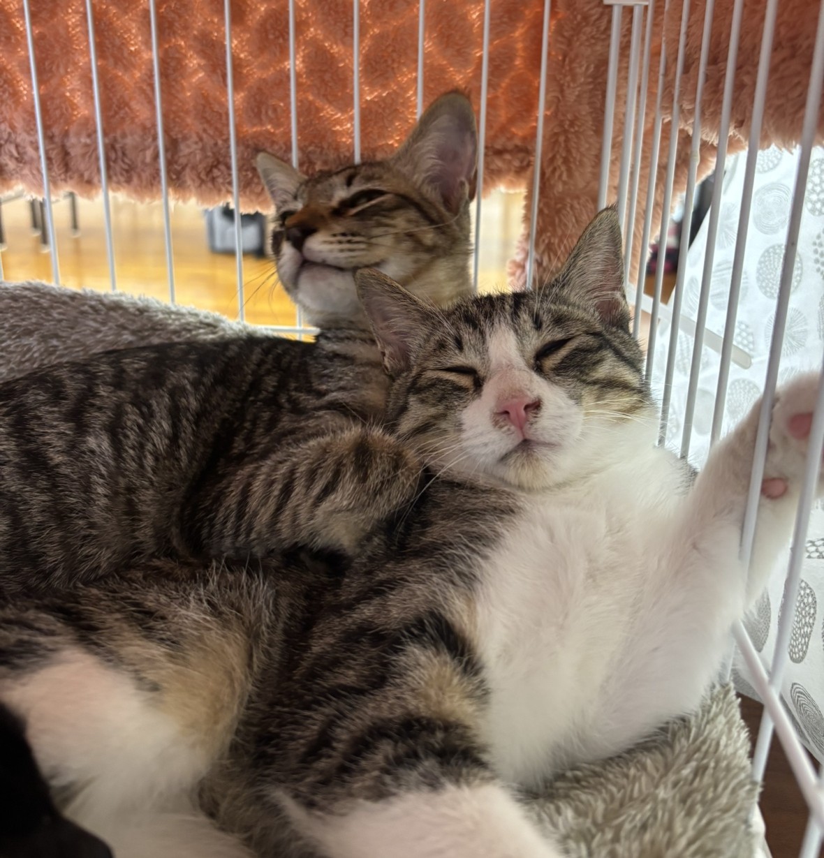 ケージの中で寄り添って眠るキジトラ柄の保護猫2匹