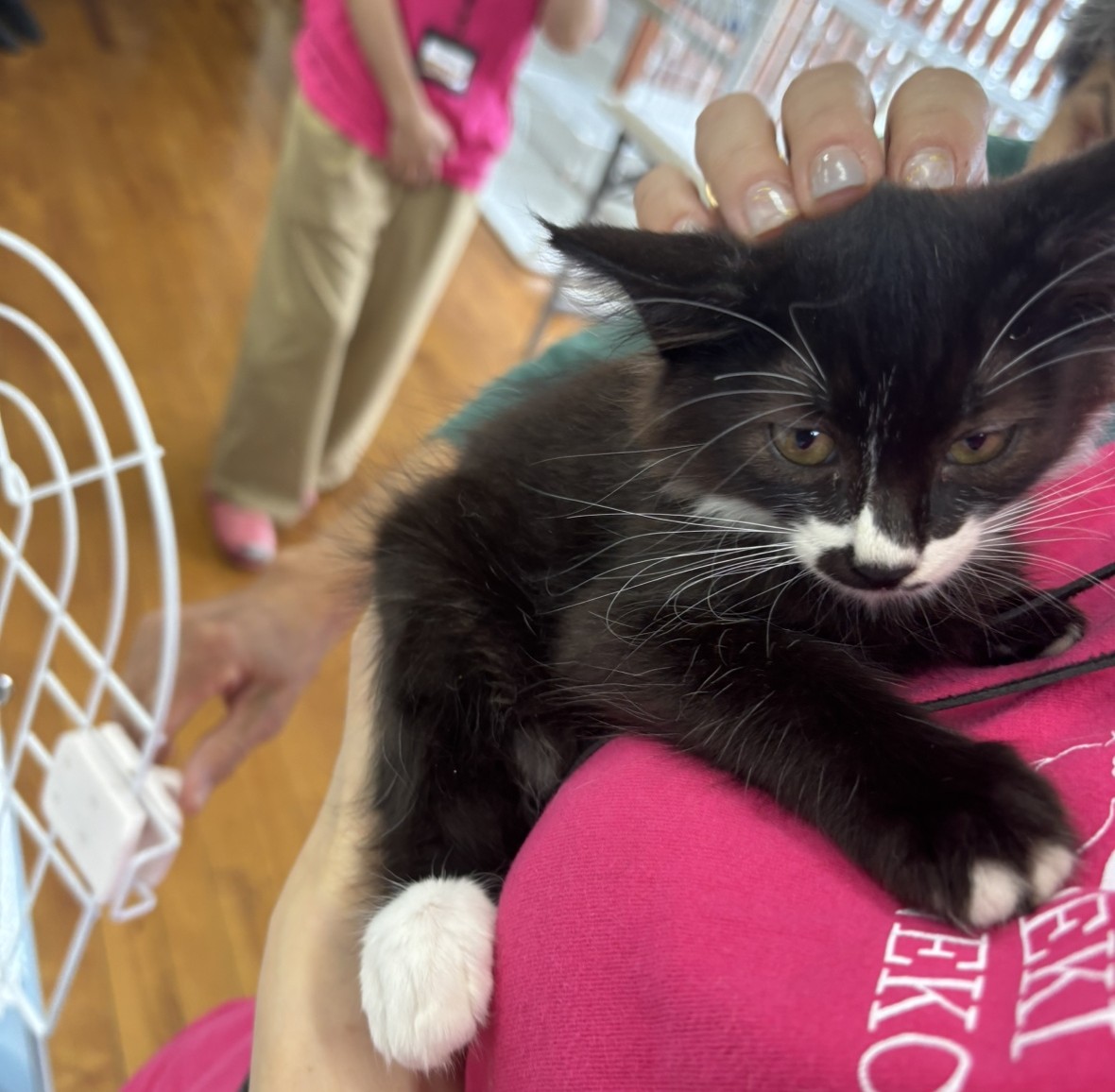 SEKIねこ同好会のスタッフの肩にのる白黒の子猫