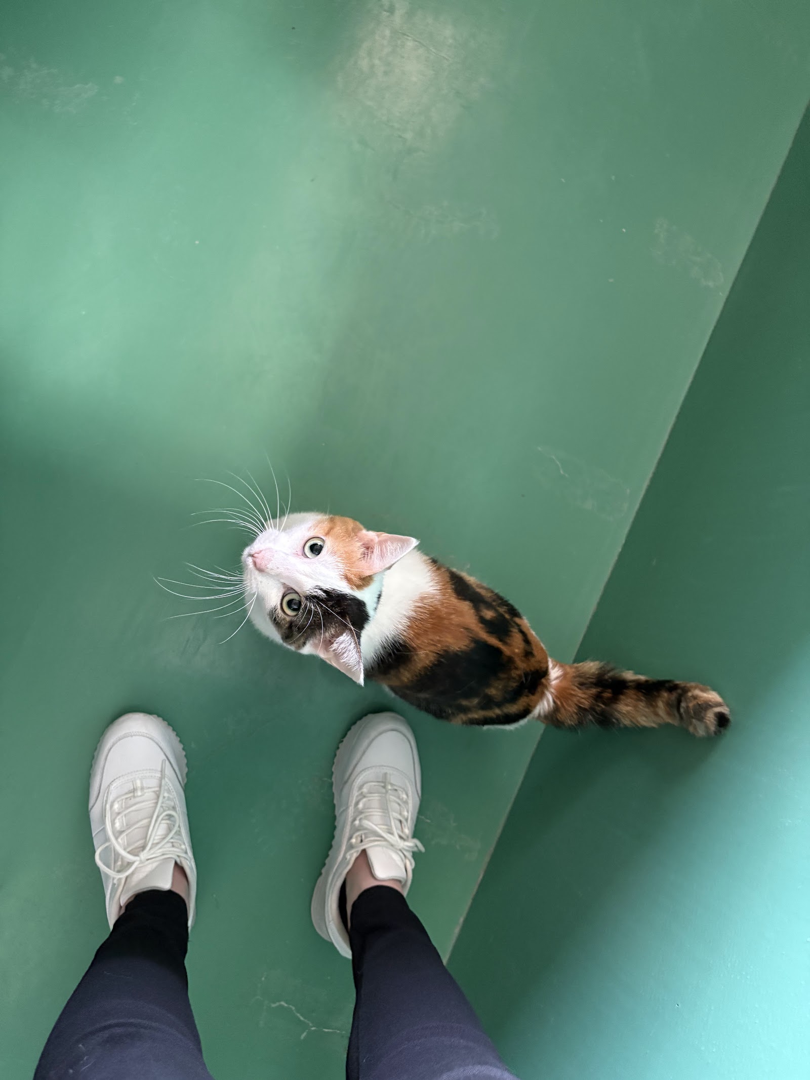 足元まで来て見上げてくれた三毛の保護猫