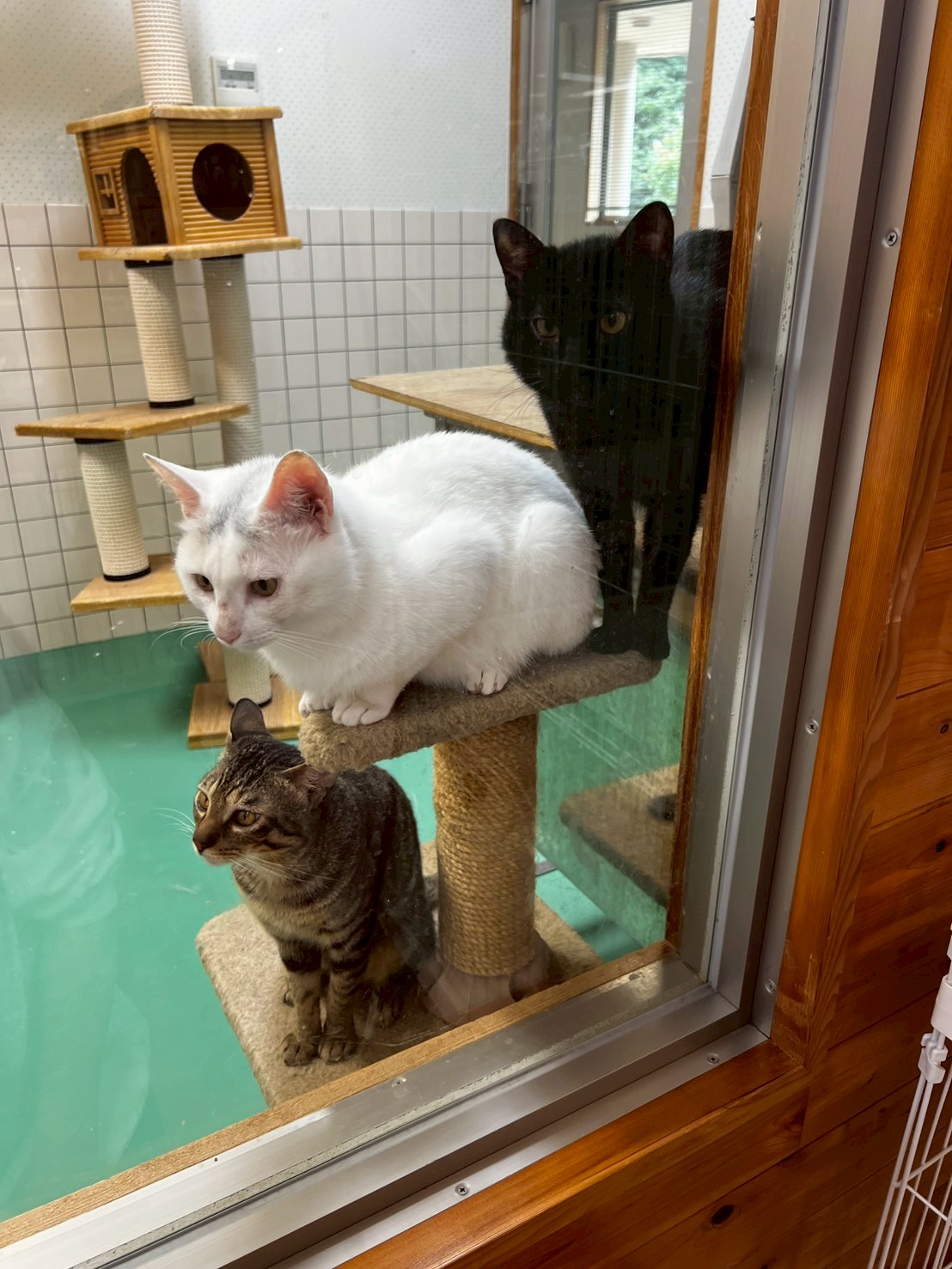 ガラス越しに外を見る3匹の保護猫