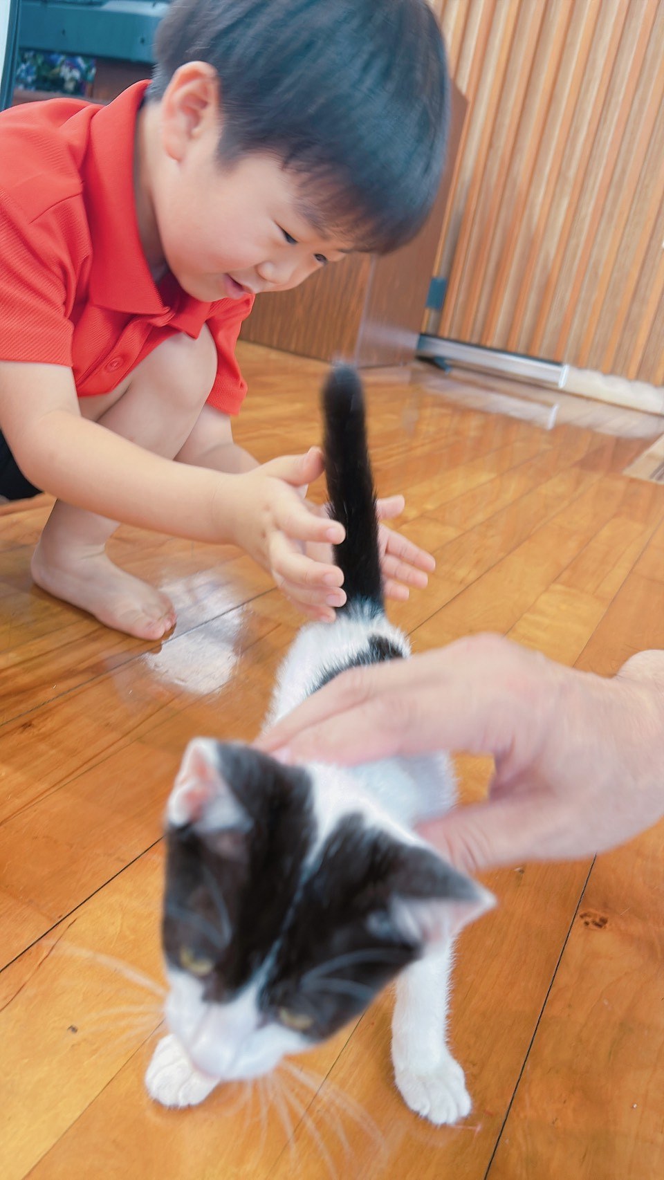 そっと伸ばした手に寄ってくる子猫