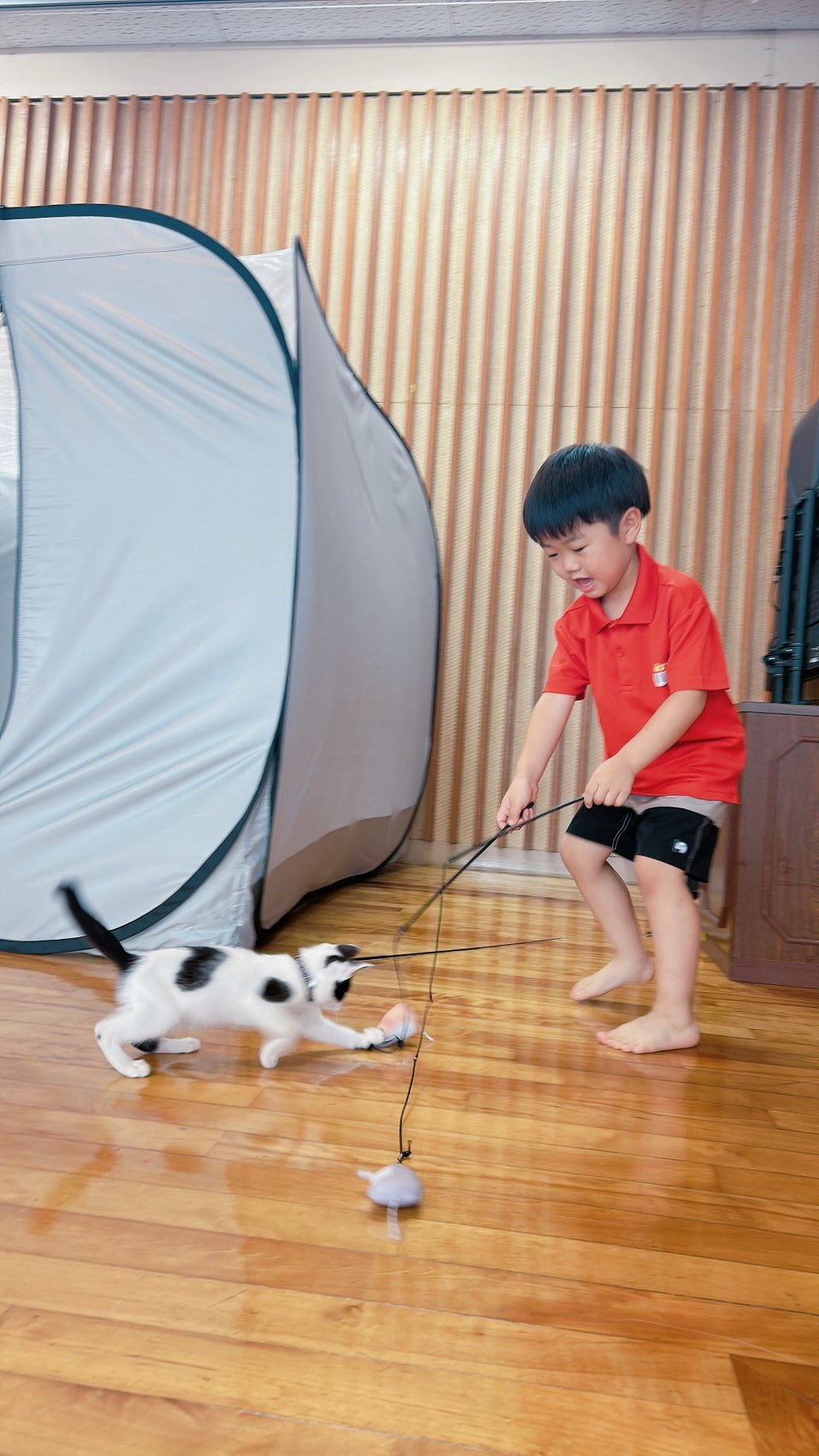 ふれあいテントで、子猫と遊ぶお子さん