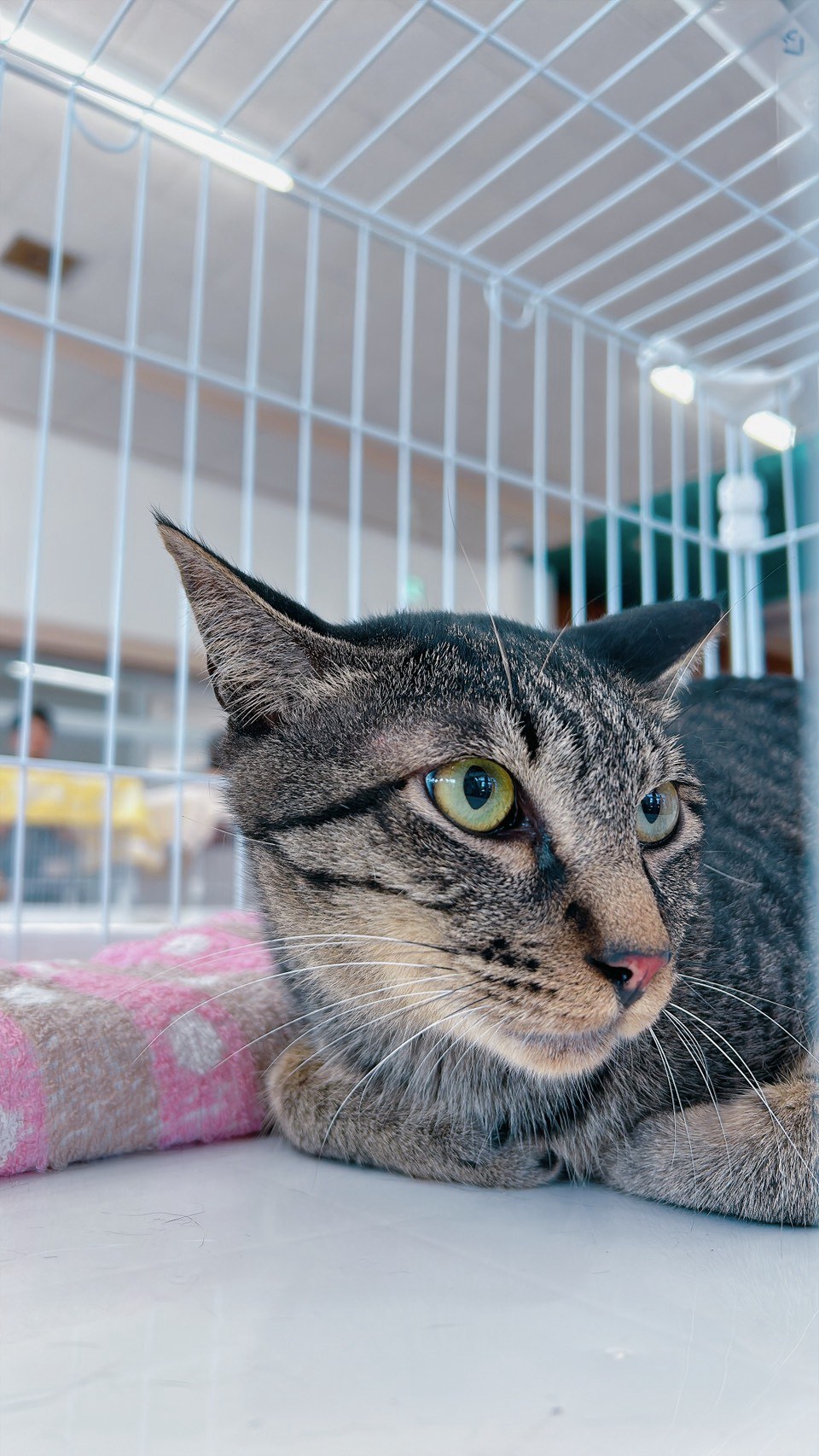 新しい家族を待つ子猫