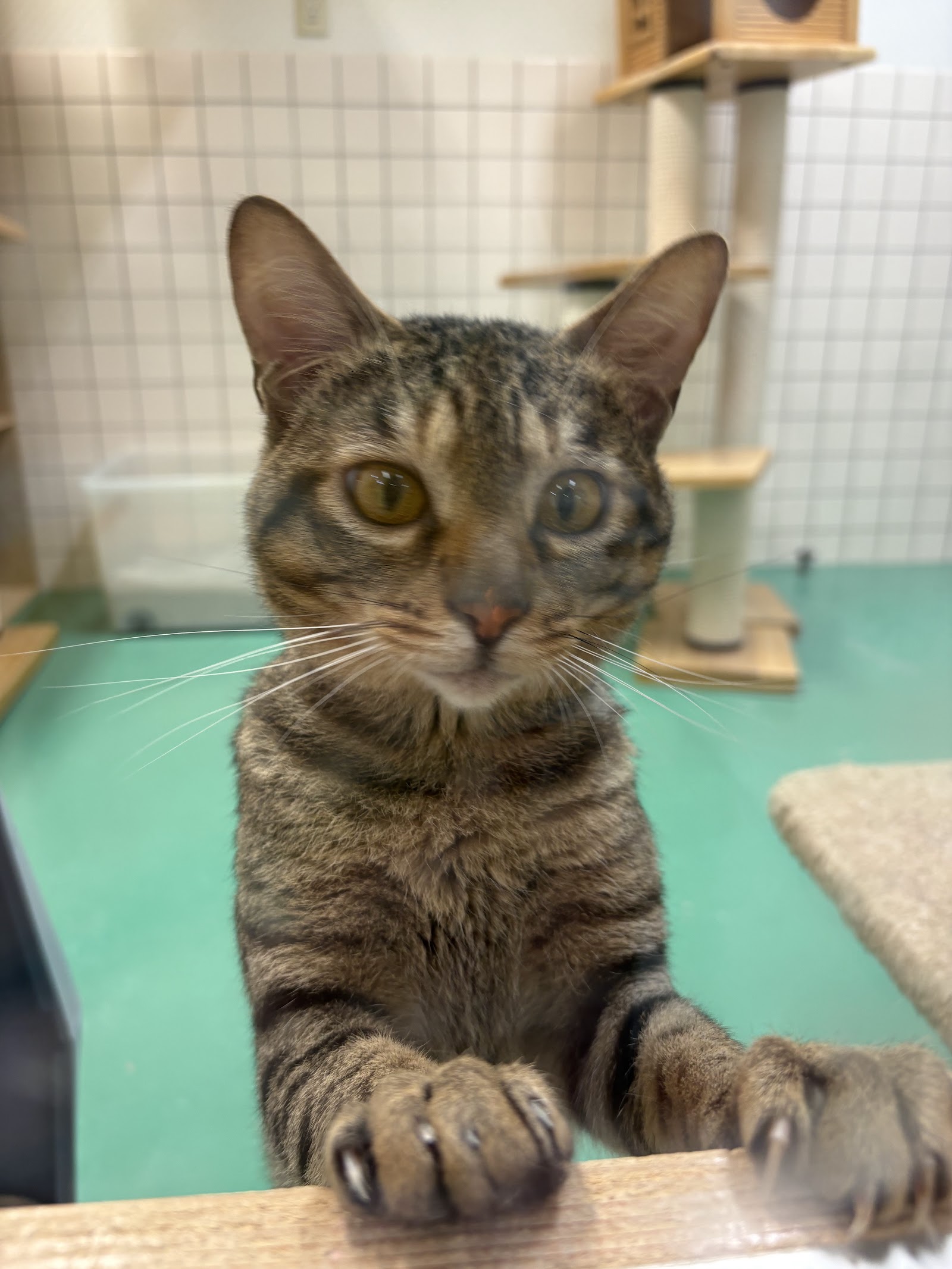 下関市動物愛護管理センターで家族を待つキジトラの猫