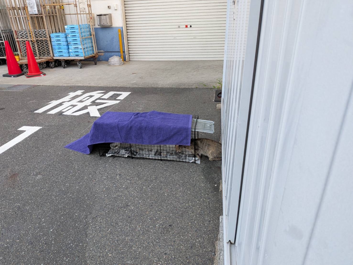 タオルをかけた捕獲機。猫を怖がらせないための配慮です