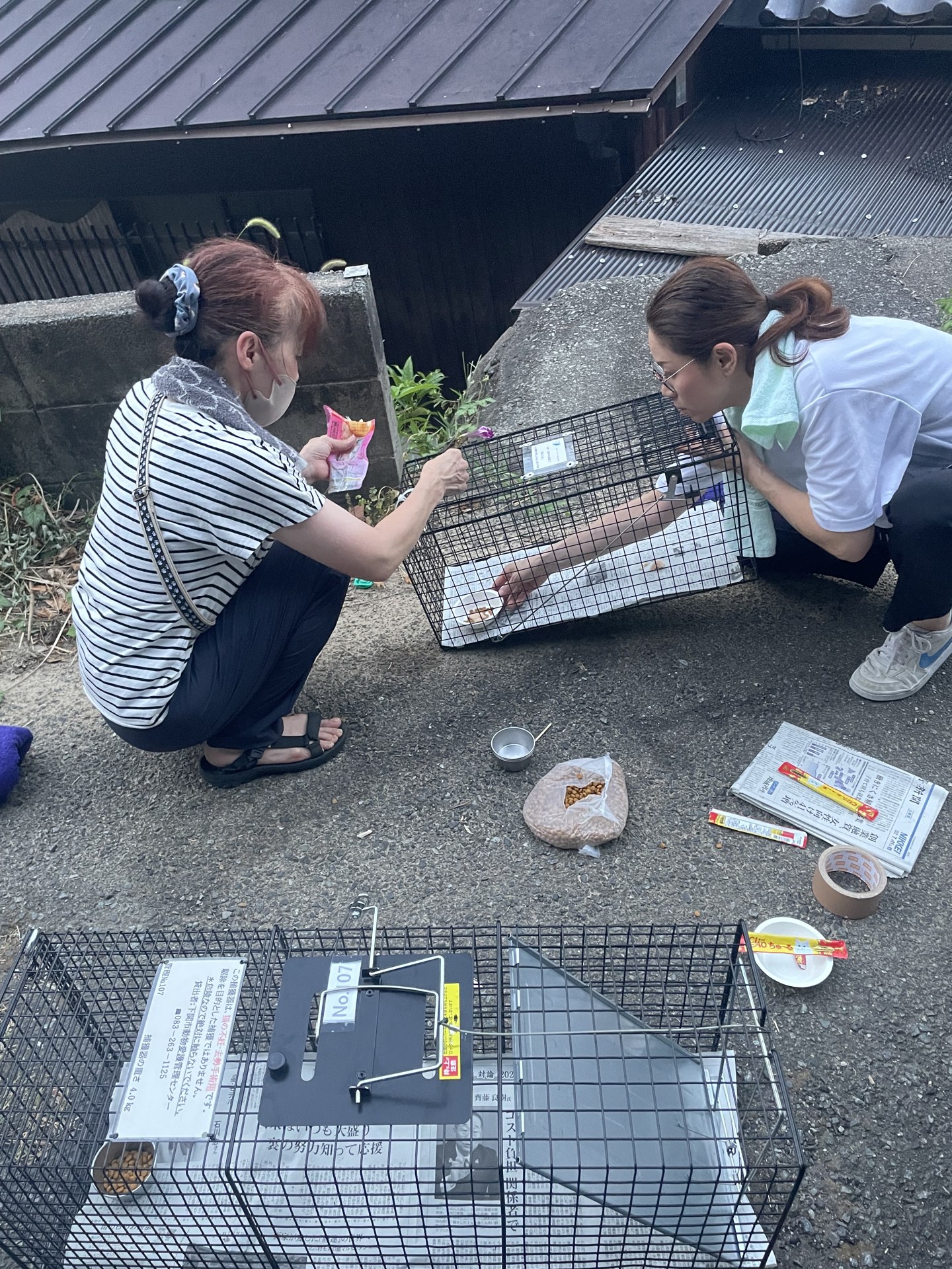 ボランティアが捕獲機を仕掛ける様子