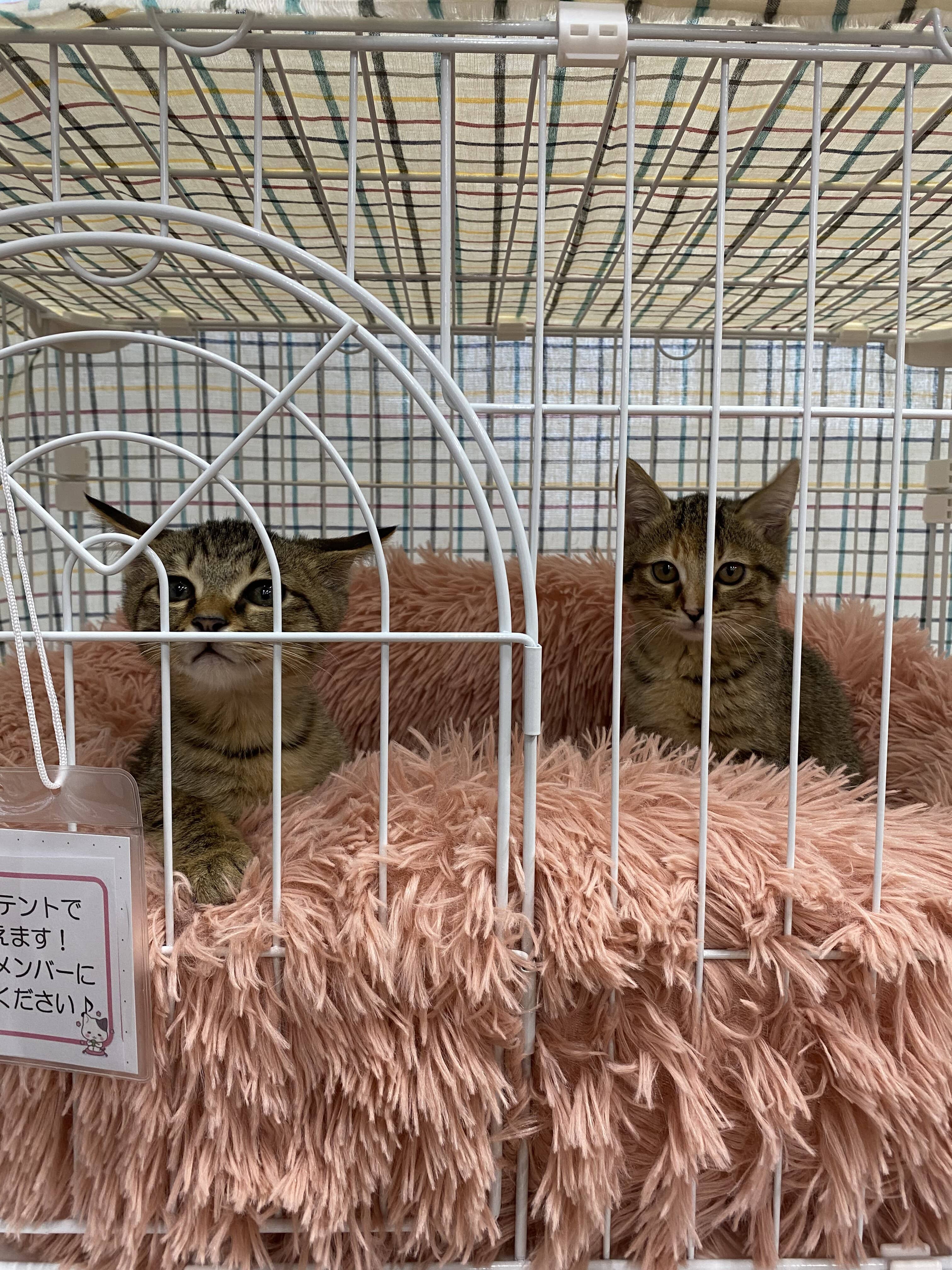 救える命があります―譲渡会で新しい家族との出会い