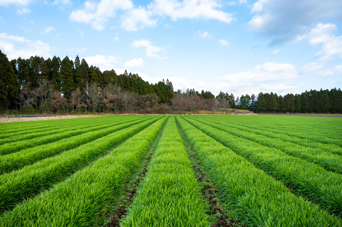 九州の大麦若葉畑。整然と並ぶ畝、青空、深い森林。鹿児島県の大地から選んだ素材の物語。