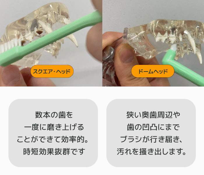 大小2つのブラシで磨き残しなし］デュアルヘッド歯磨きブラシ 猫