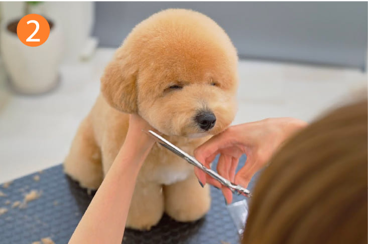 お手入れ用品が全部揃う］短毛用グルーミング5点セット 犬 猫 抜け毛が