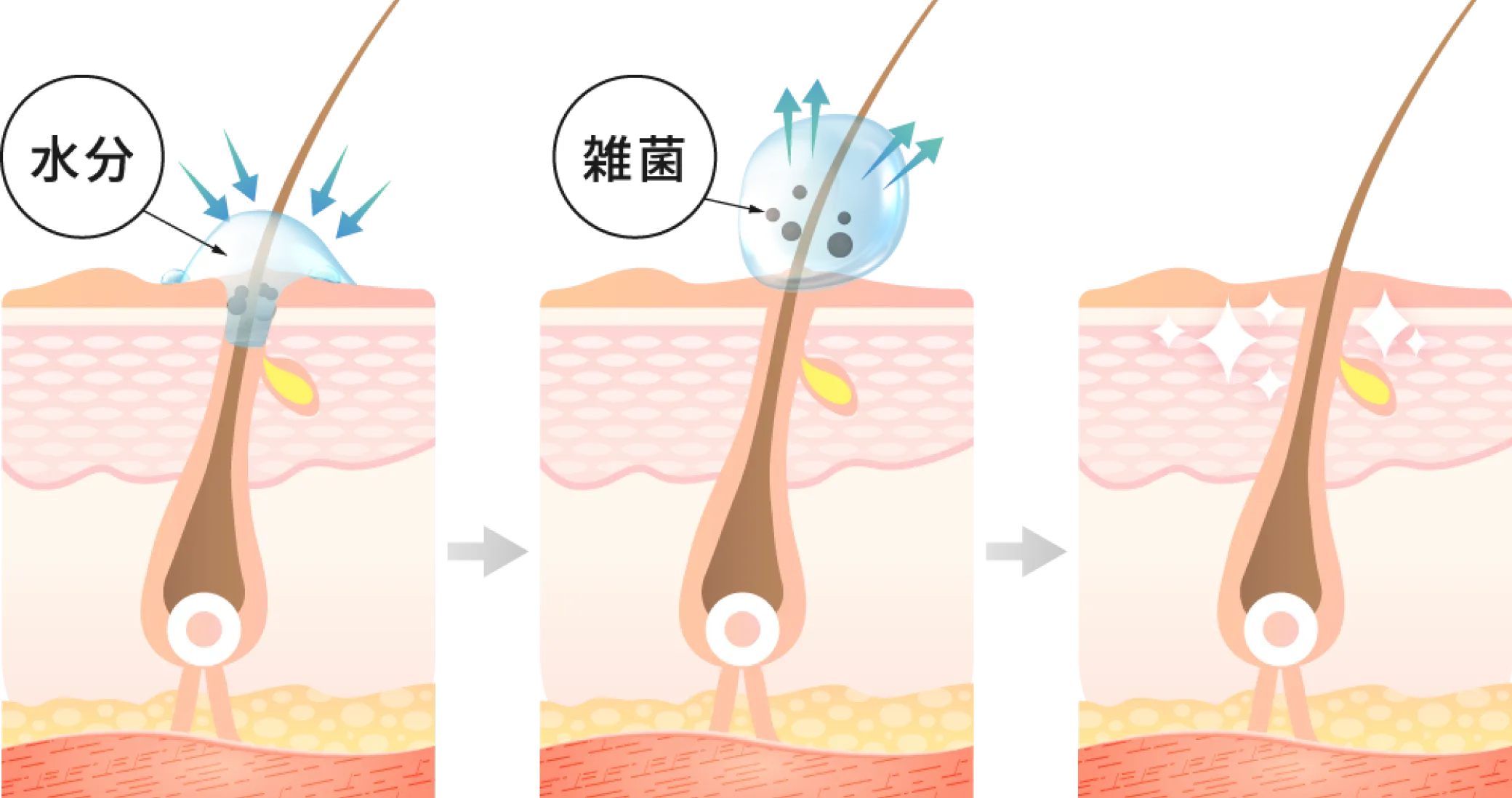 ペットの被毛の断面イメージ