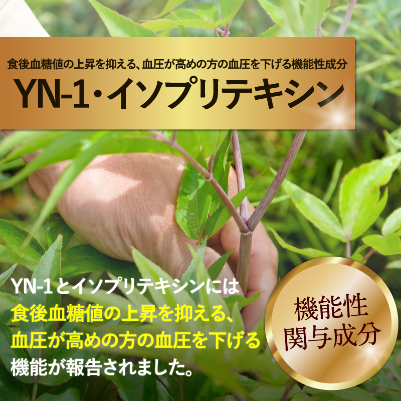 【日本山人参（1袋180粒/30日分）】