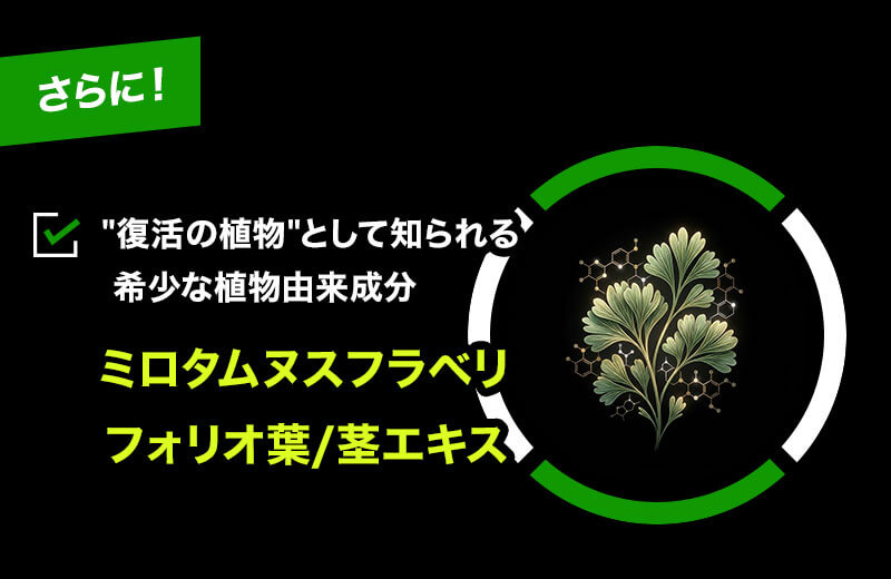 ミロタムヌスフラベリフォリオ葉/茎エキス