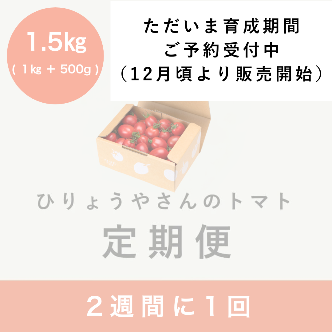 【隔週定期便】ひりょうやさんのトマト 1.5㎏