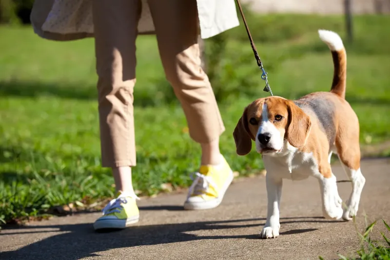 犬と散歩する人