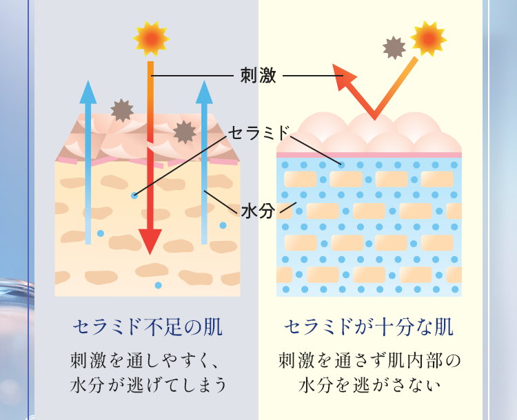 セラミド比較画像