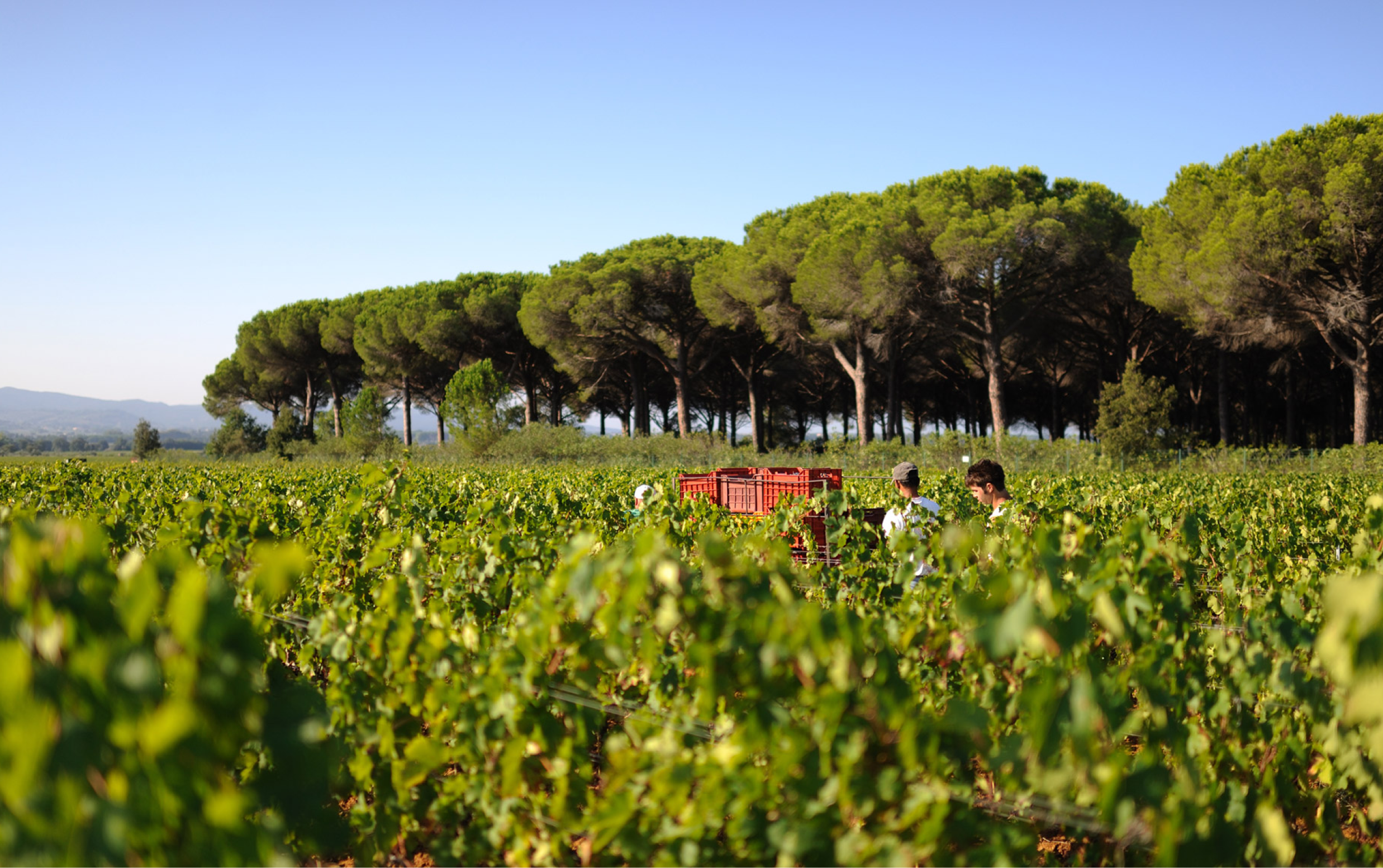 レ・マッキオーレ 飲み比べセット