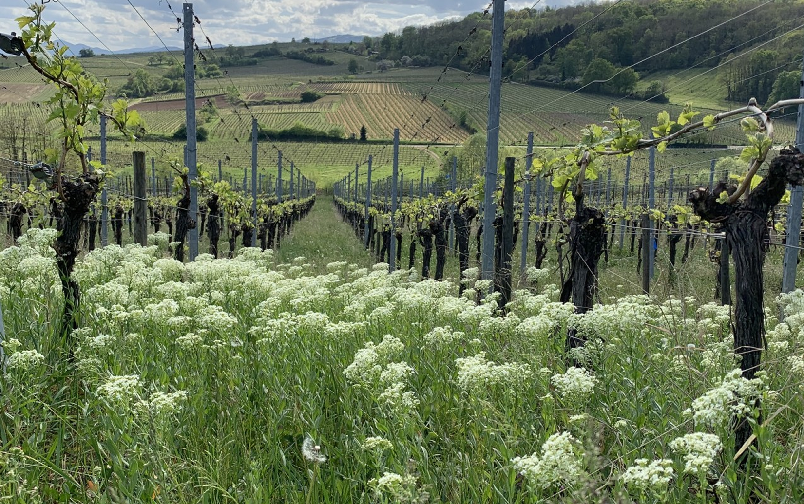 マルセル・ダイス ラルシュ