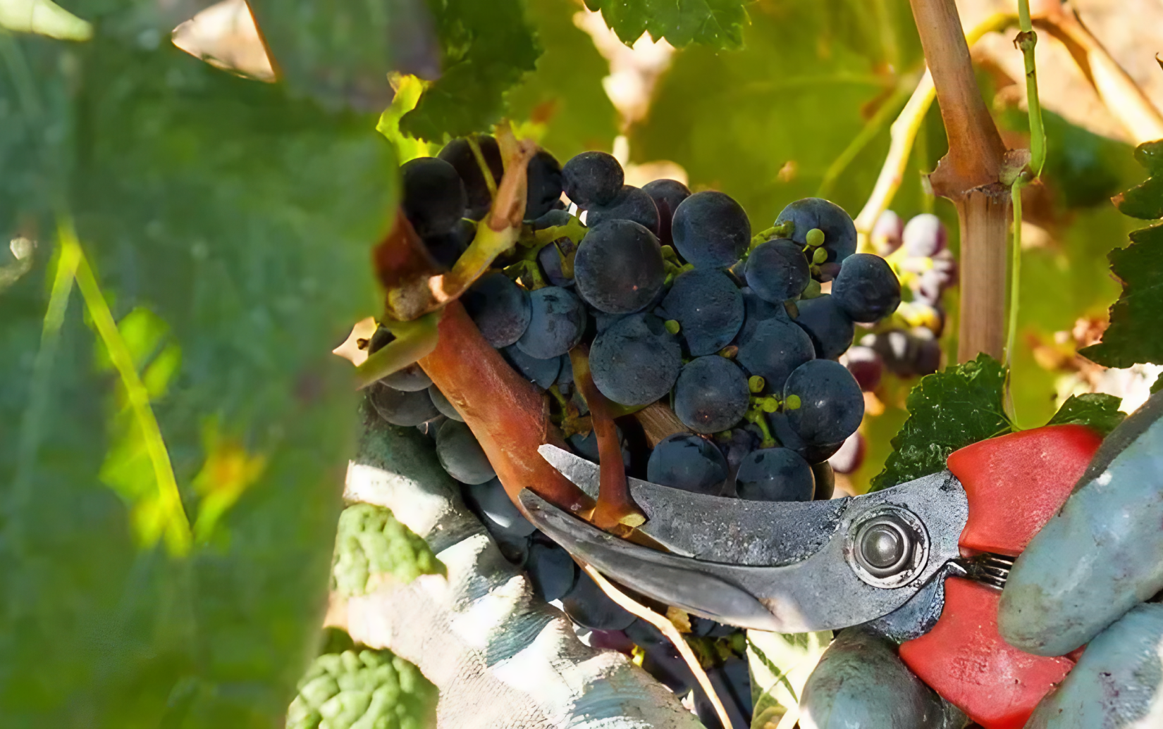 サッシカイア 2022