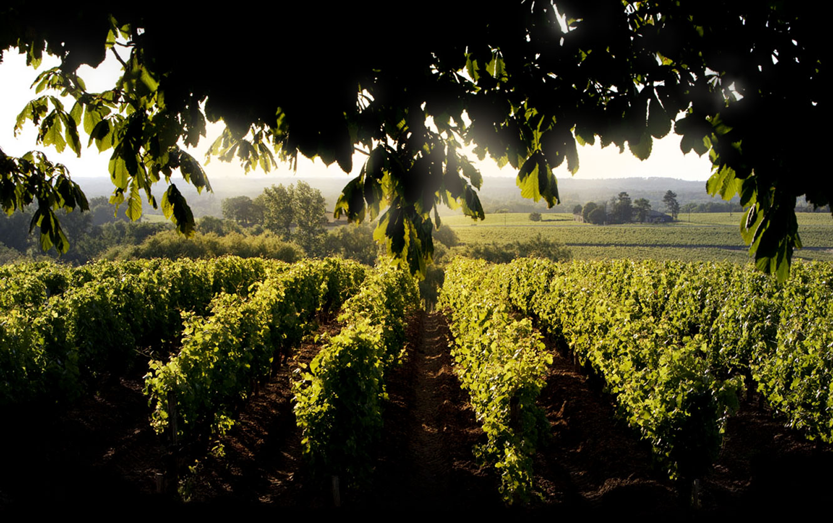 シャトー・ディケム イグレック 2019