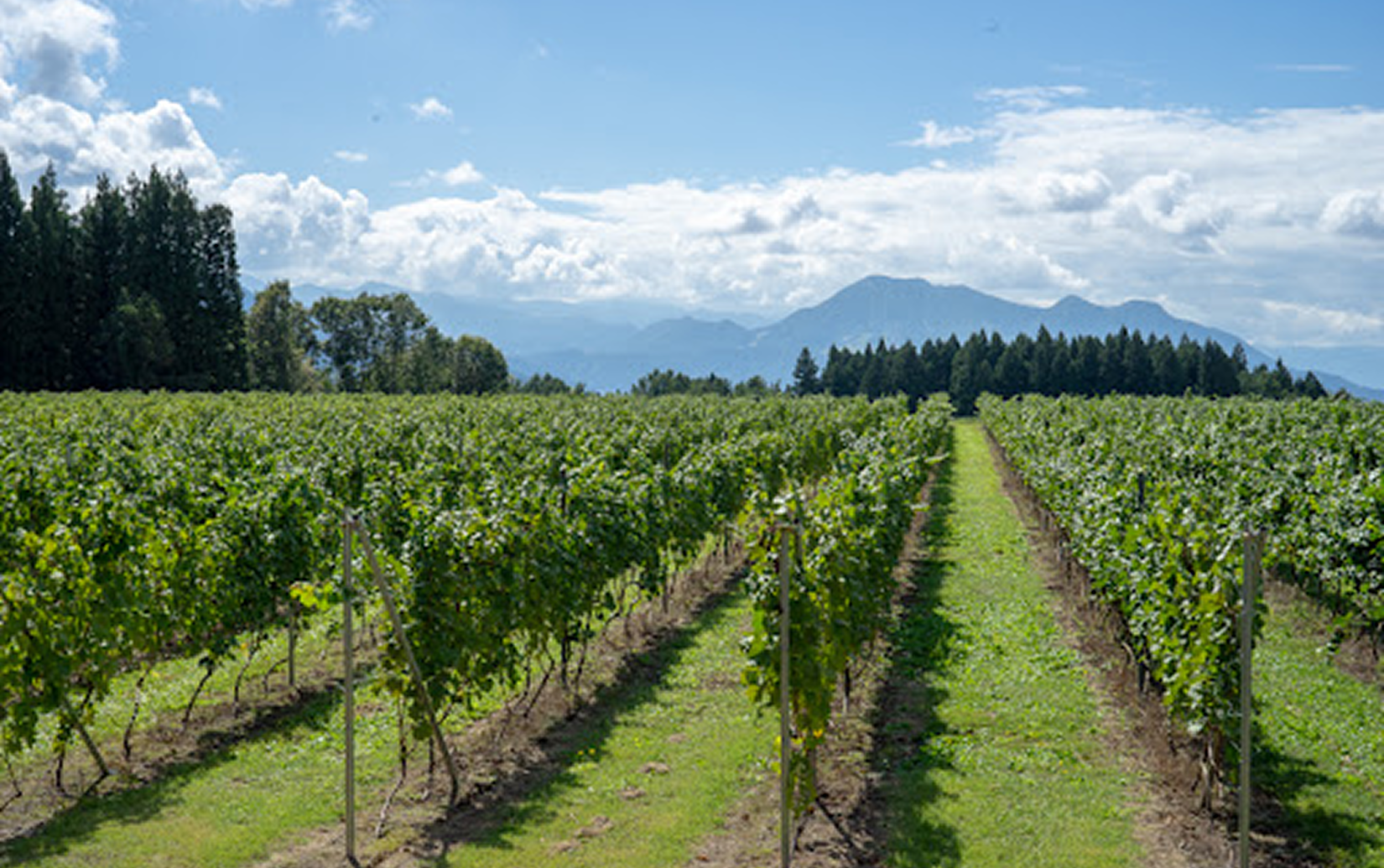 ソラリス 千曲川 信濃リースリング クリオ・エクストラクション 2024