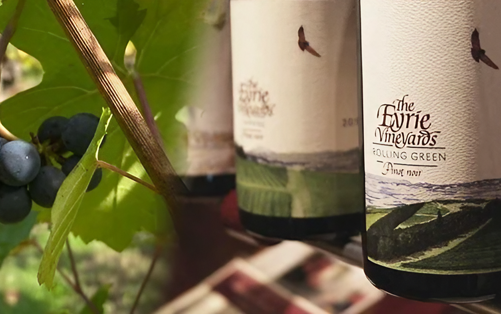 ジ・アイリー・ヴィンヤーズ  ピノ ノワール