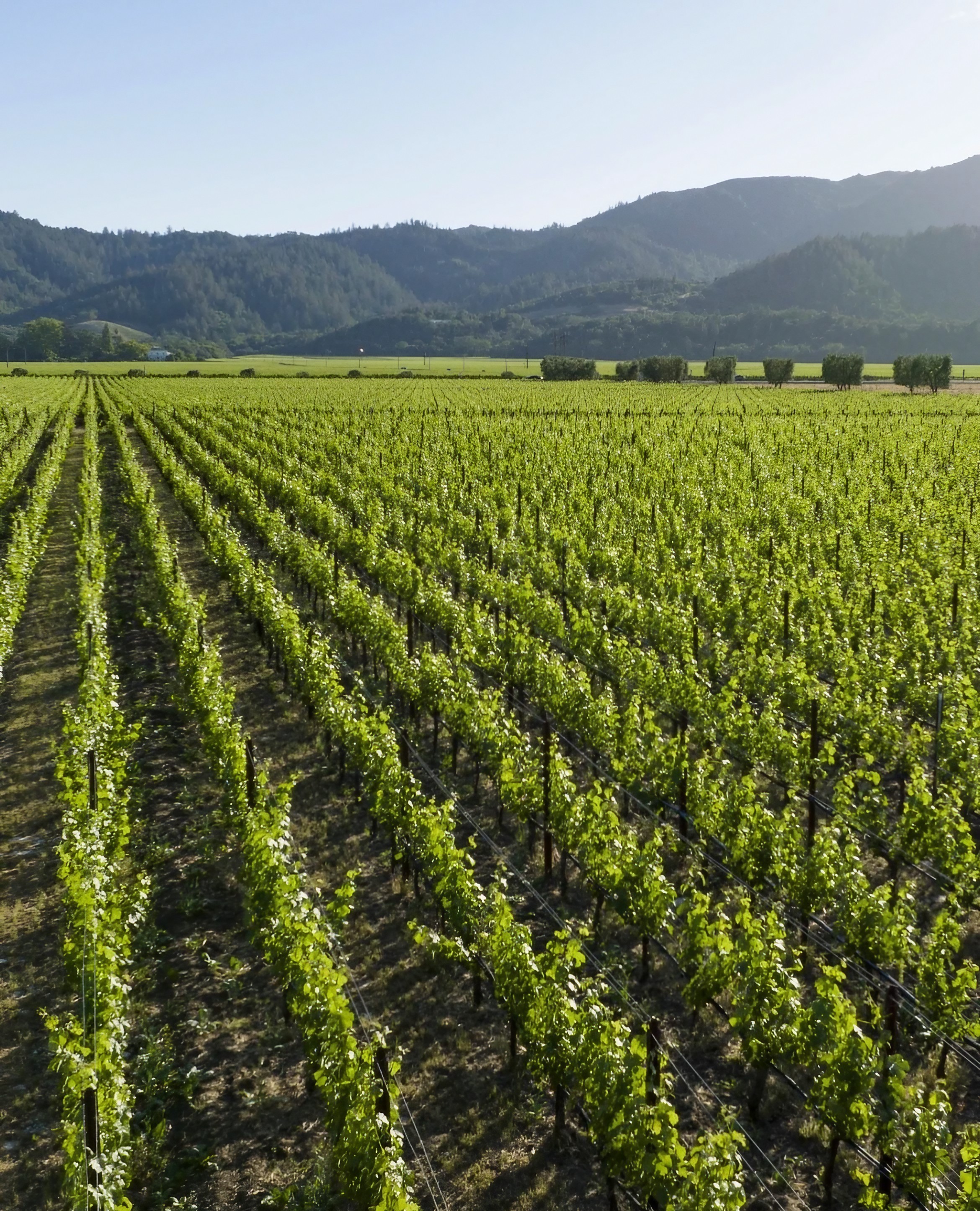 オーパスワン 2021