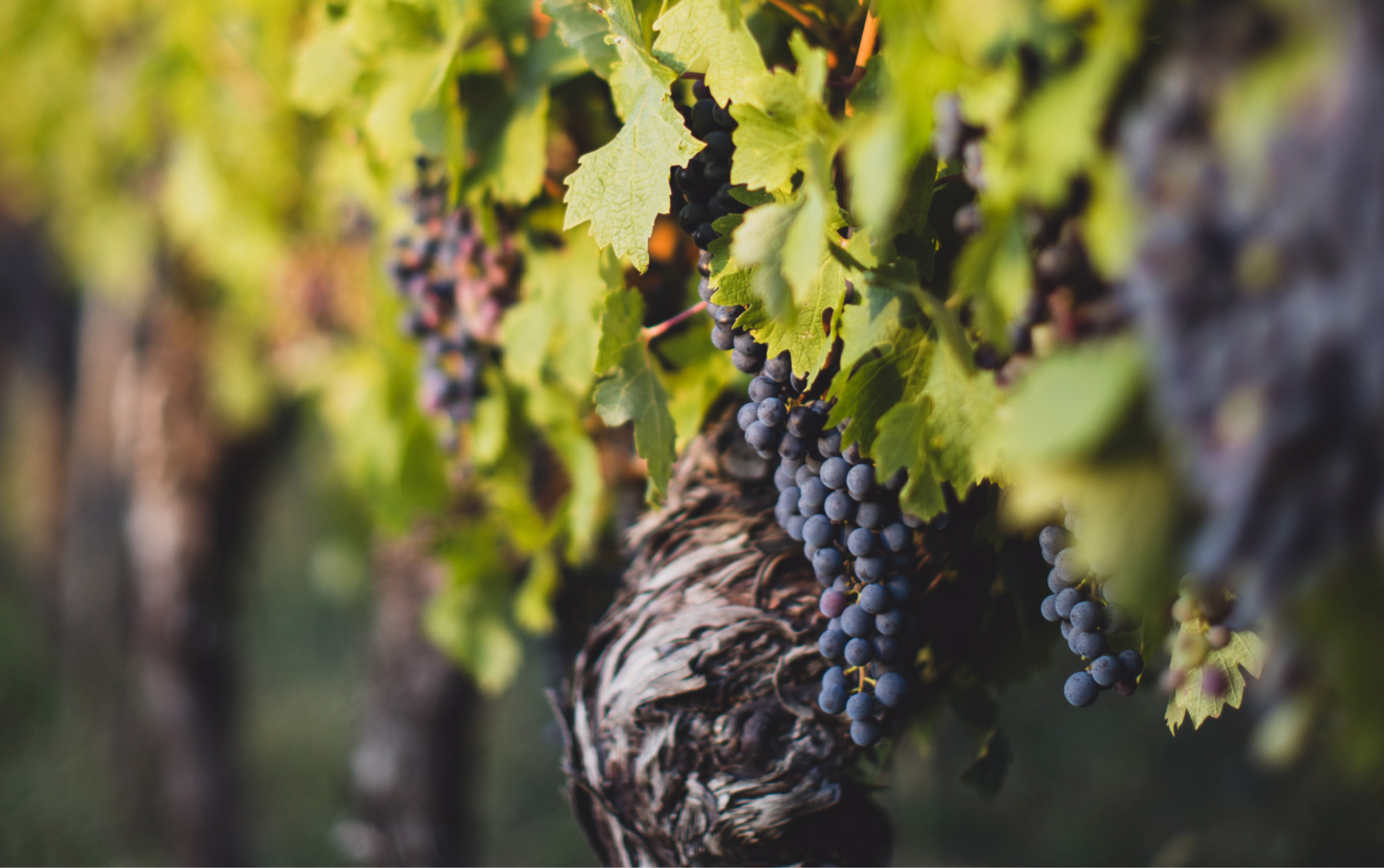 S.L.V. エステート カベルネ・ソーヴィニヨン 2011