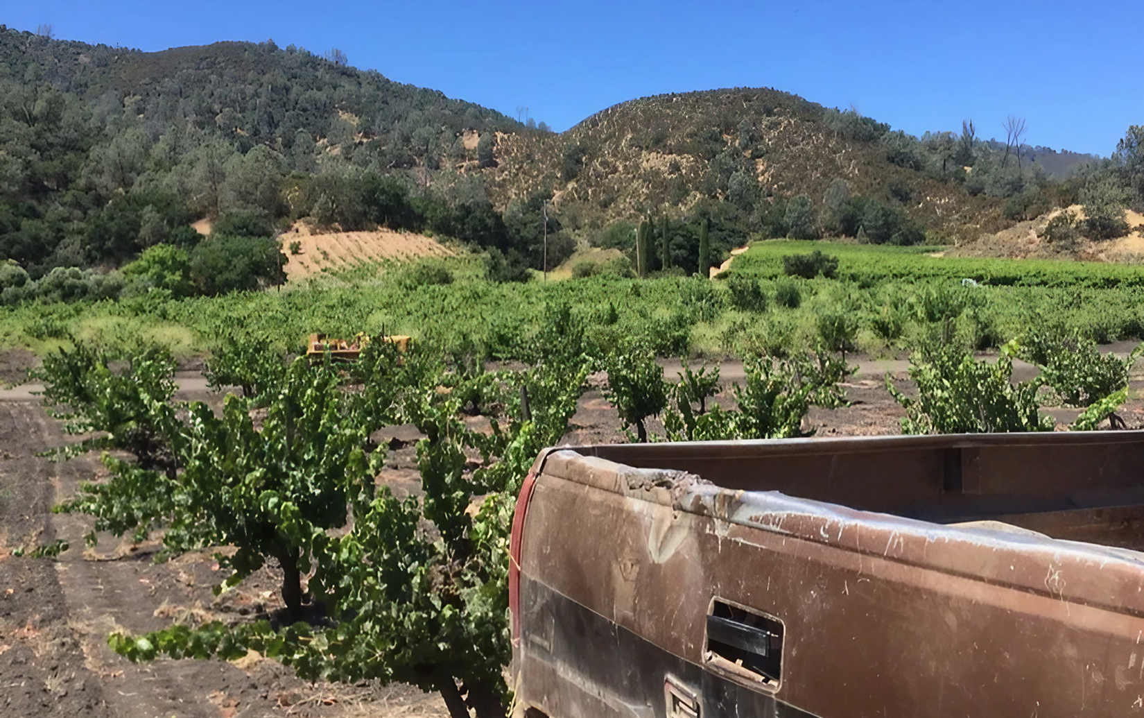 ベッドロック リースリング ワーツ・ヴィンヤード シエネガ・ヴァレー 2023