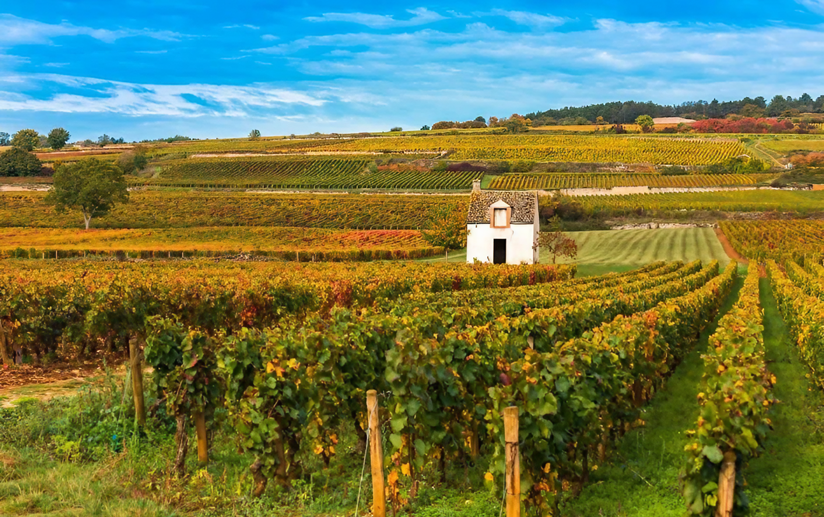 ドメーヌ･カミュ･ペール･エ･フィス シャンベルタン・グラン・クリュ