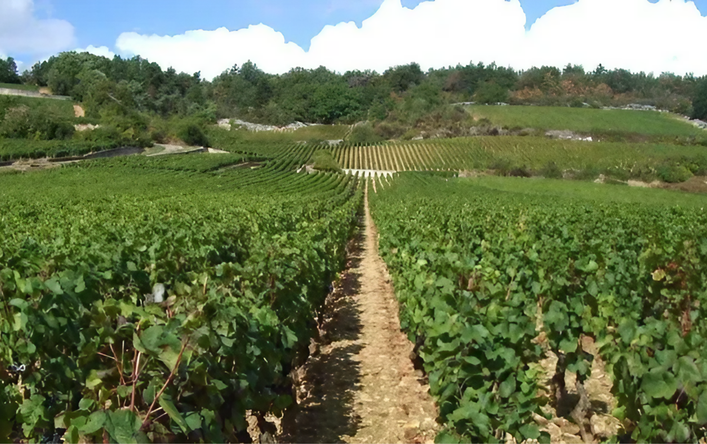 ユドロ・バイエ グラン・クリュ ボンヌ・マール 2023（生産者サイン付き）